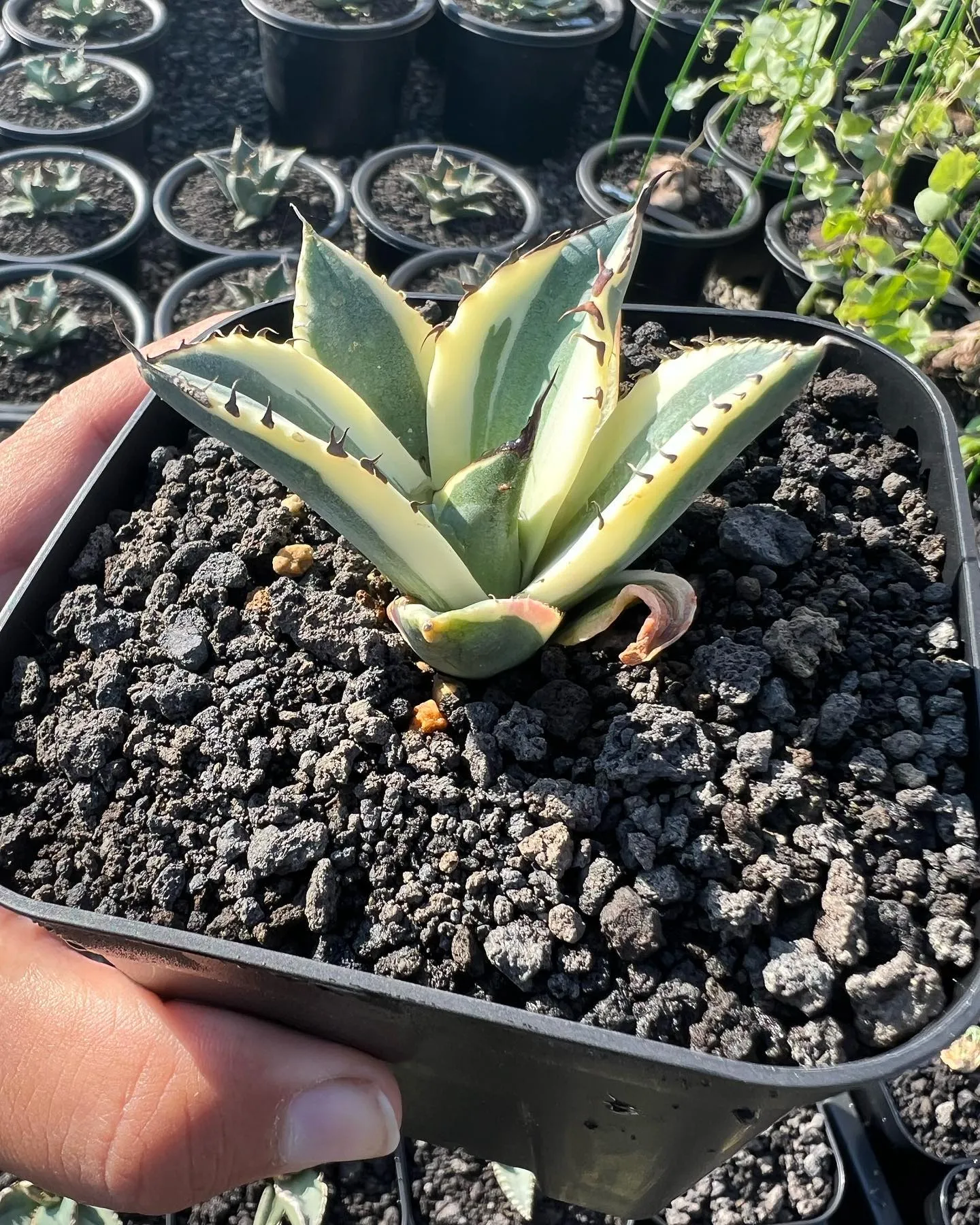今週も色々と入荷です。