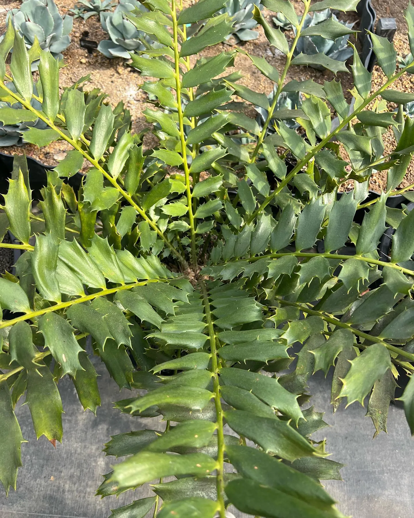 Encephalartos ferox