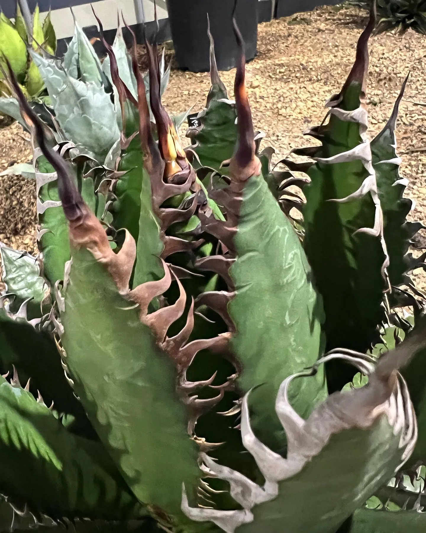 当店にて地植えしてある写真1〜3枚目のホリダと同血統の株も入...