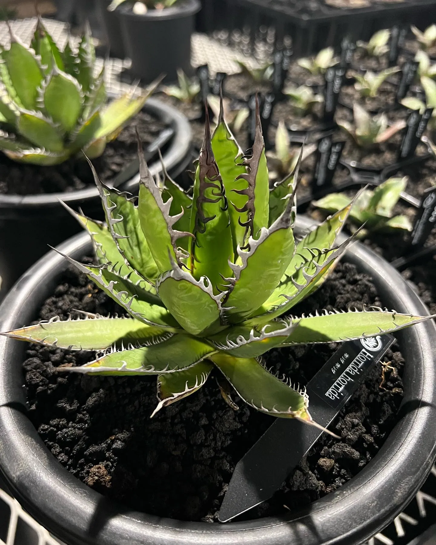 当店にて地植えしてある写真1〜3枚目のホリダと同血統の株も入...