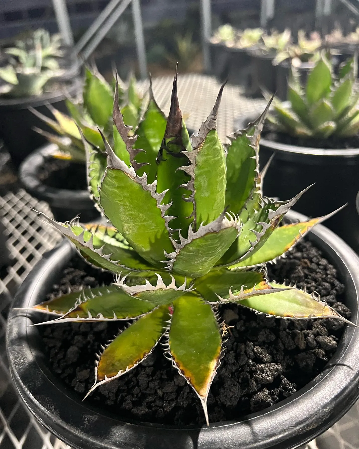 当店にて地植えしてある写真1〜3枚目のホリダと同血統の株も入...