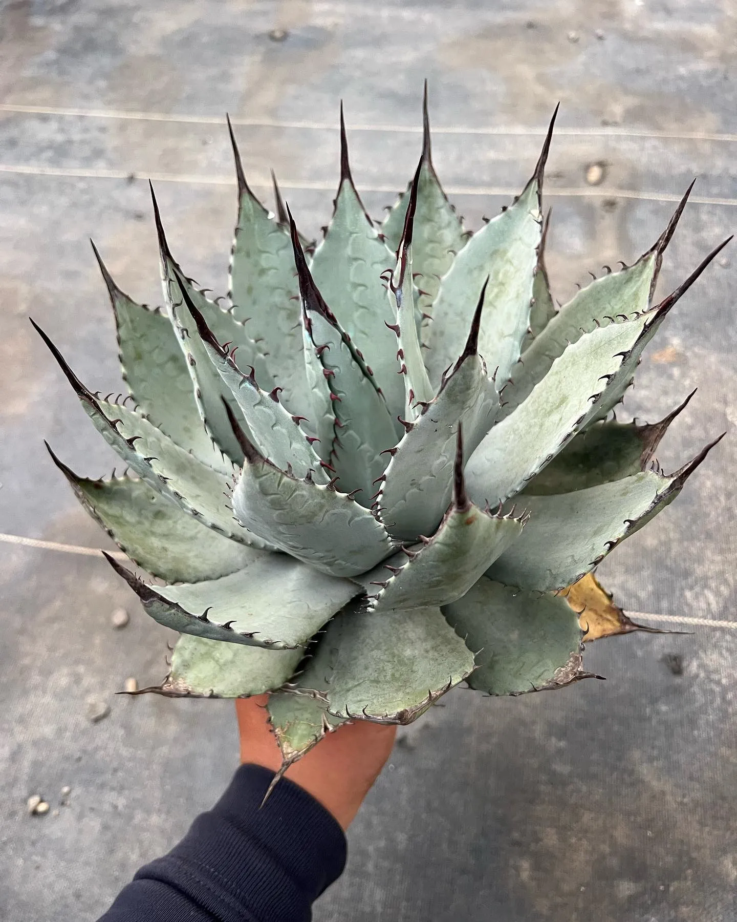 さて今週は品種は少ないですが、US便ベアルート販売を行います...