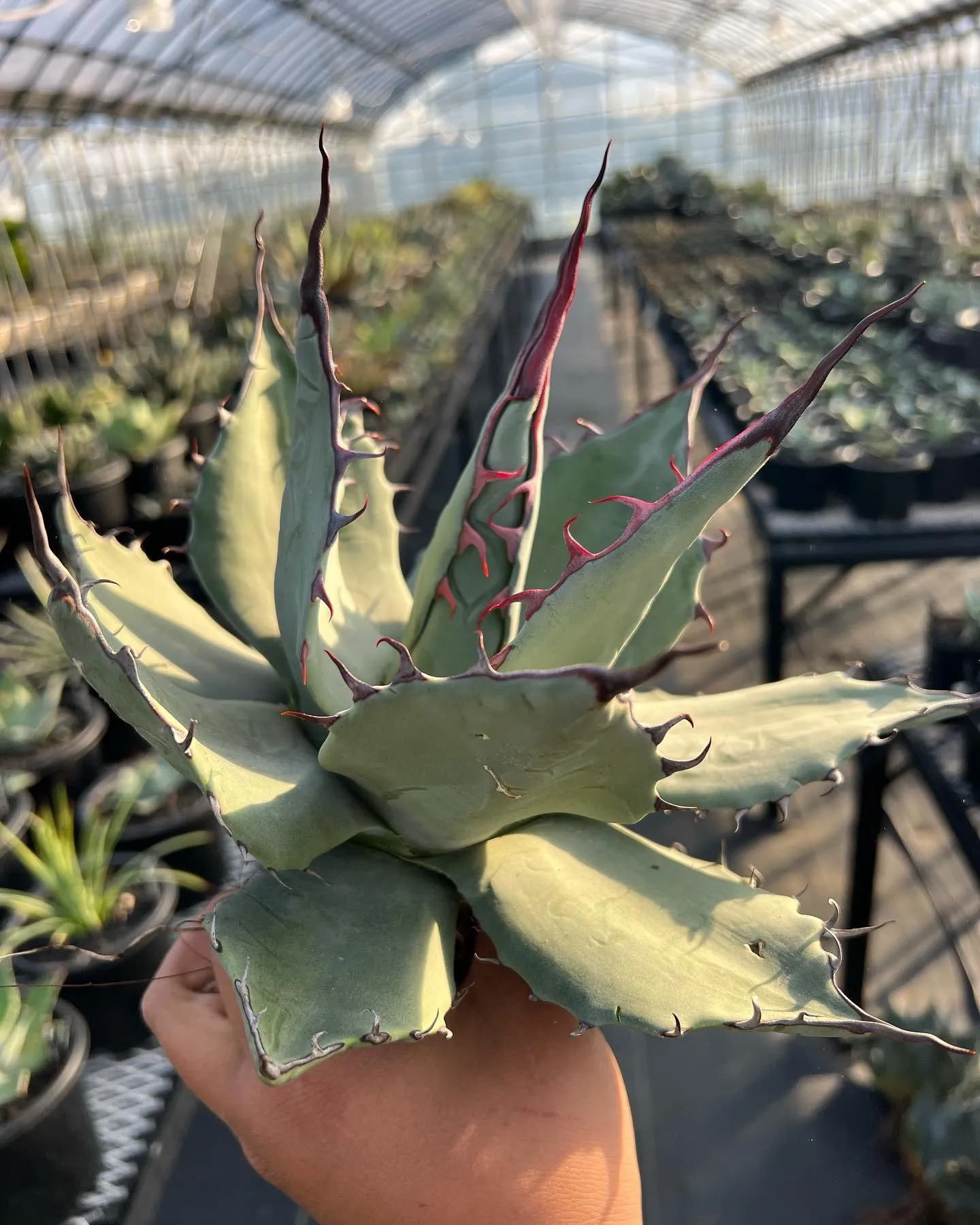 さて今週は品種数は少ないですがUS便ベアルート販売を行います...