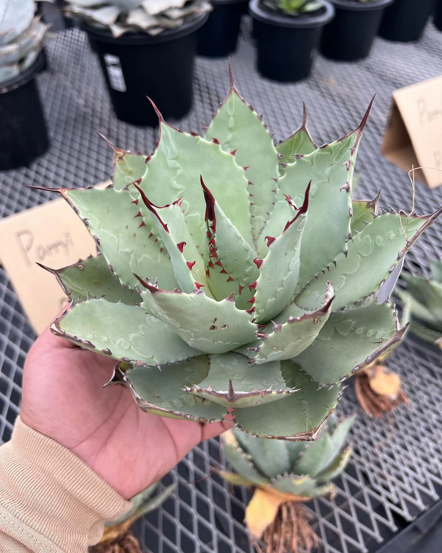 朝から多数のご来店ありがとうございます。