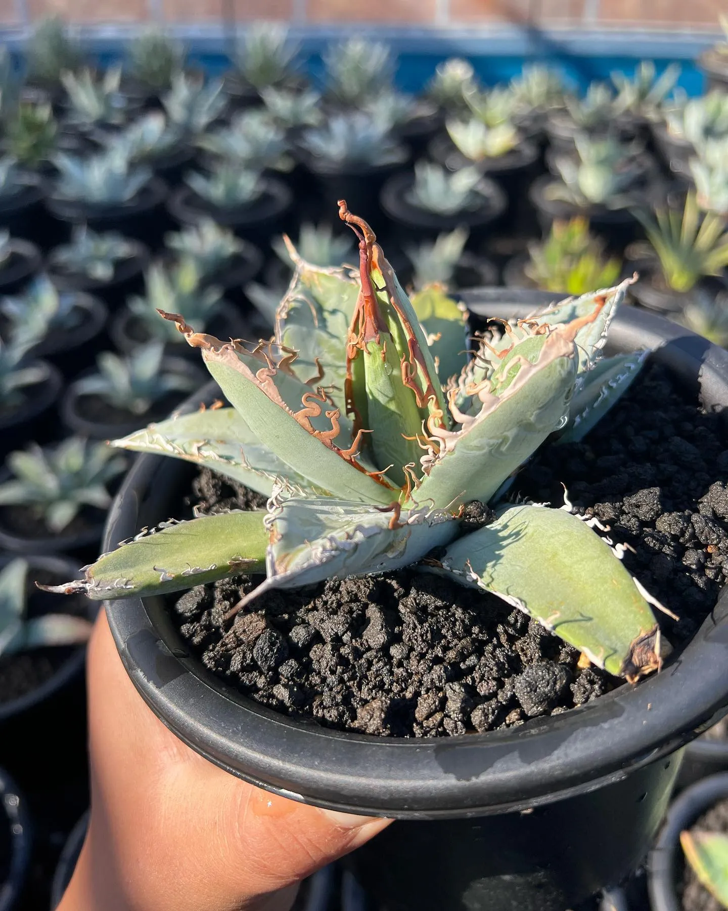 最近、当店で人気のパープソラム。