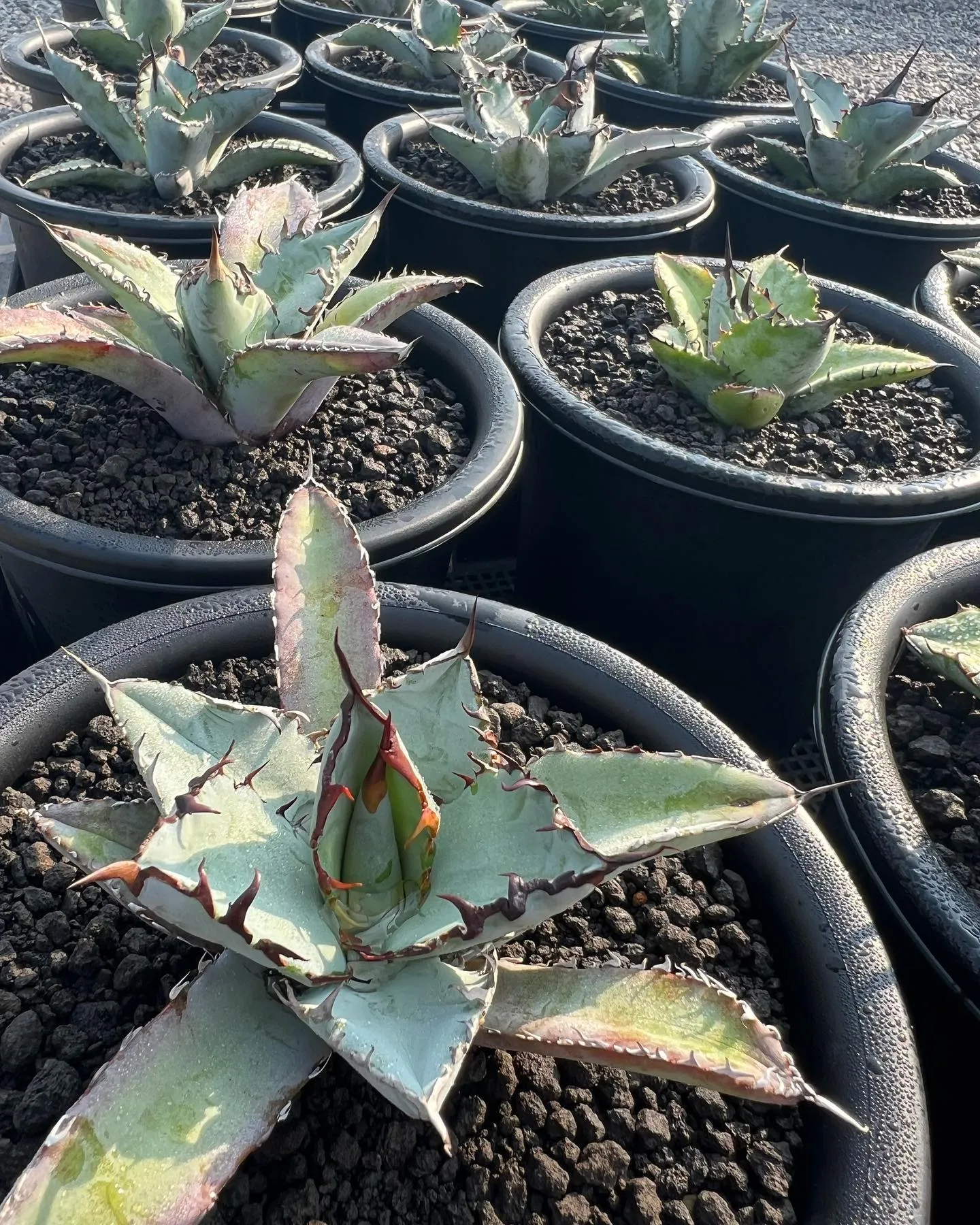 チタノタブルーも沢山在庫ございます。