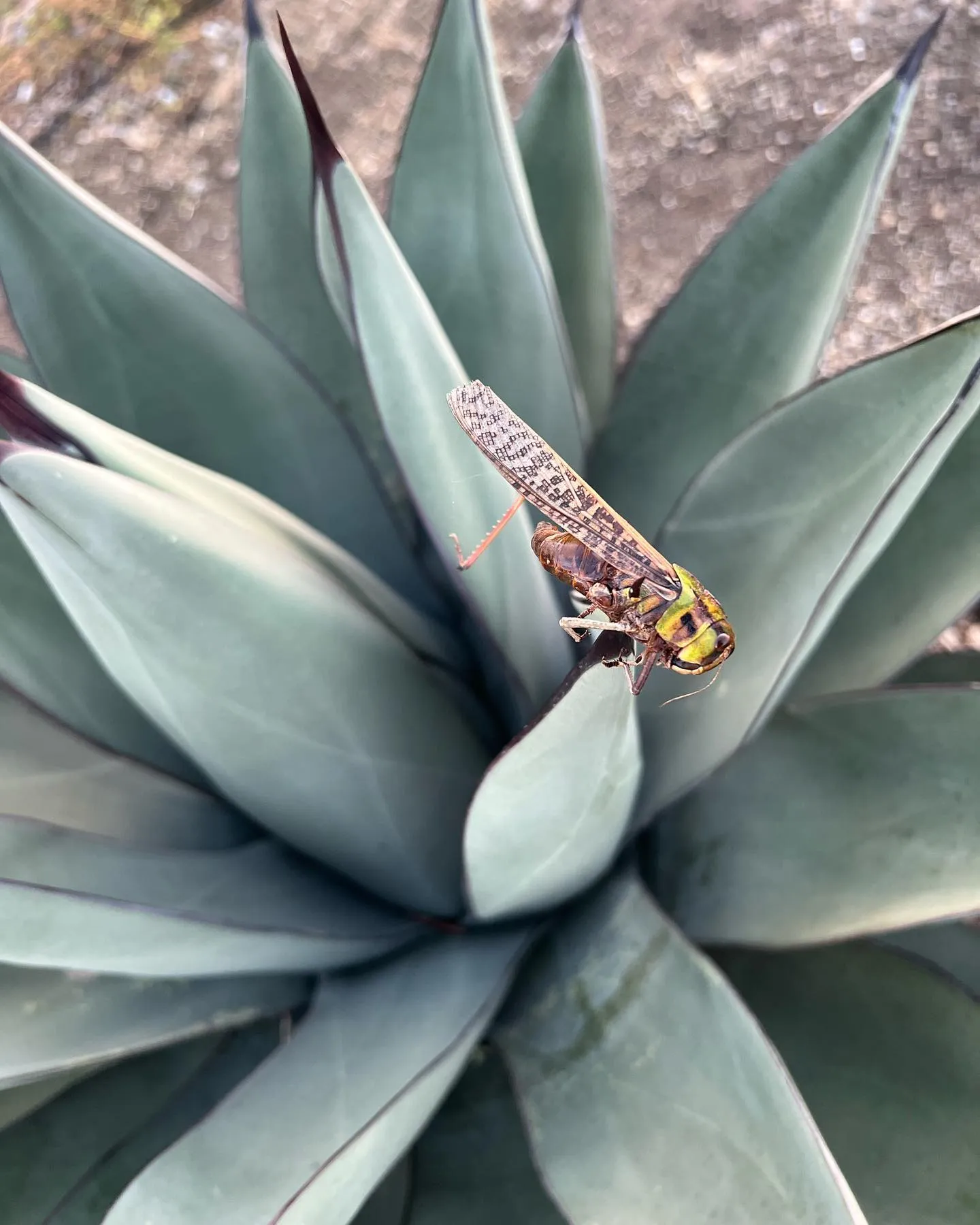 今年ももずの早贄が至る所で。