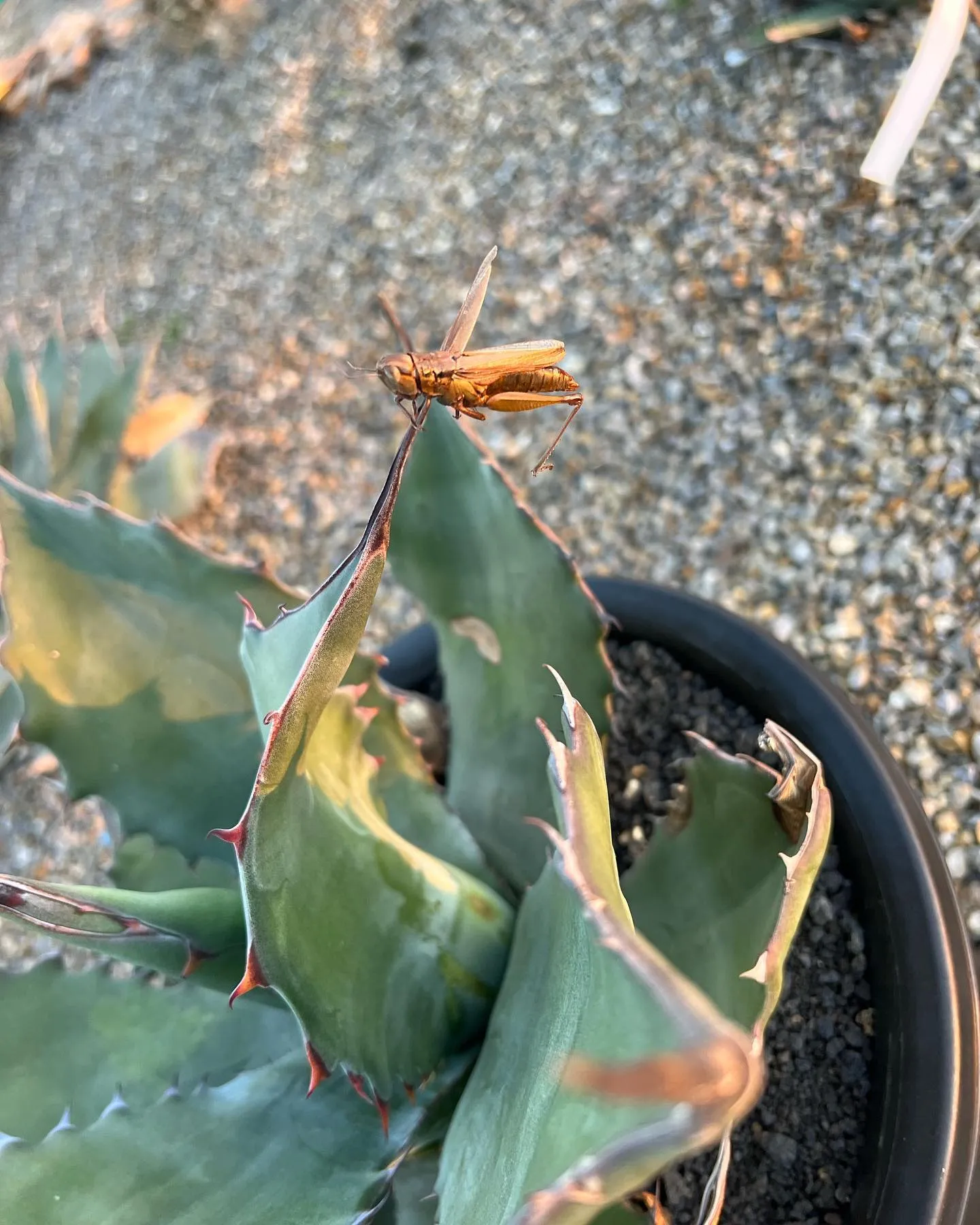 今年ももずの早贄が至る所で。