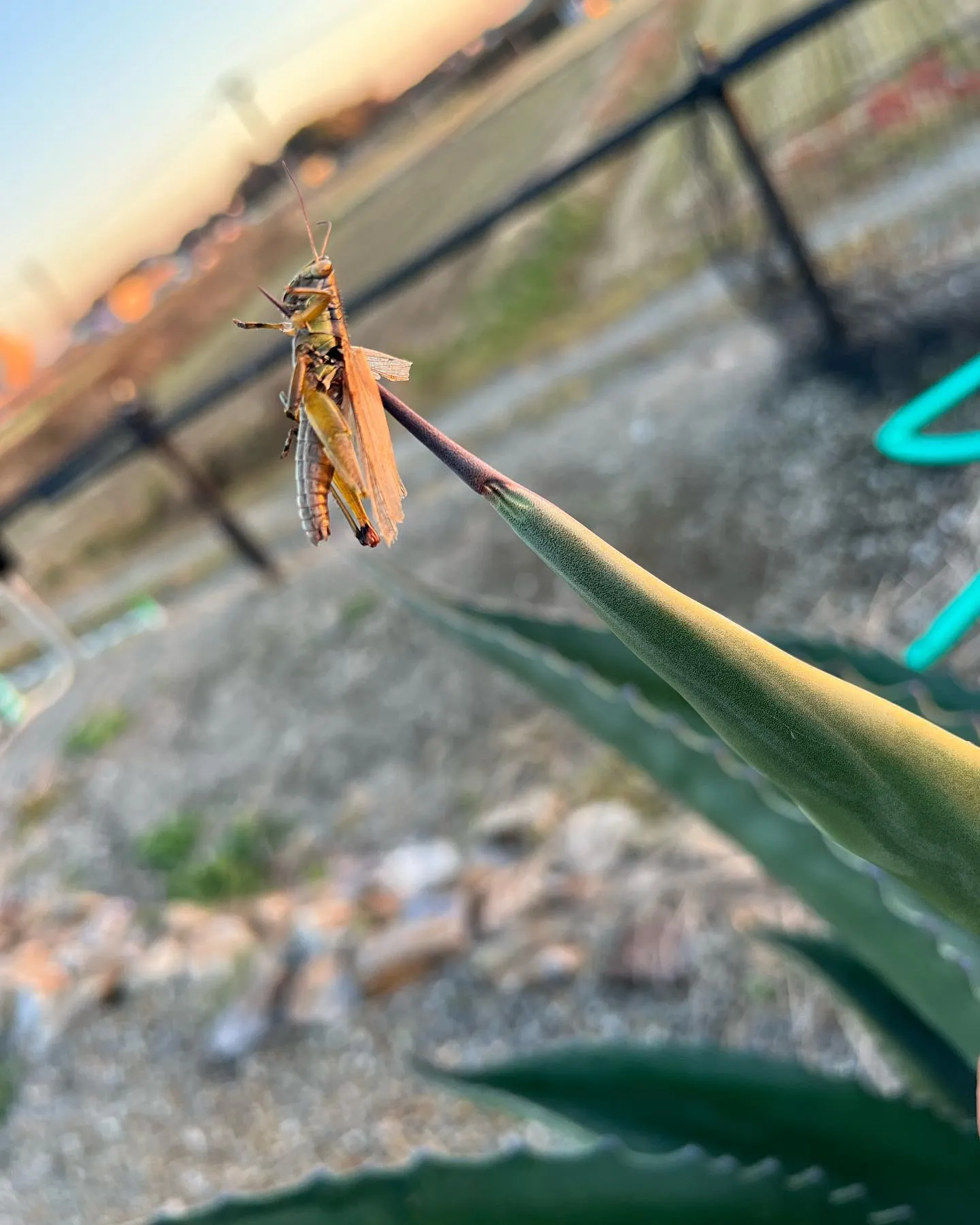 今年ももずの早贄が至る所で。