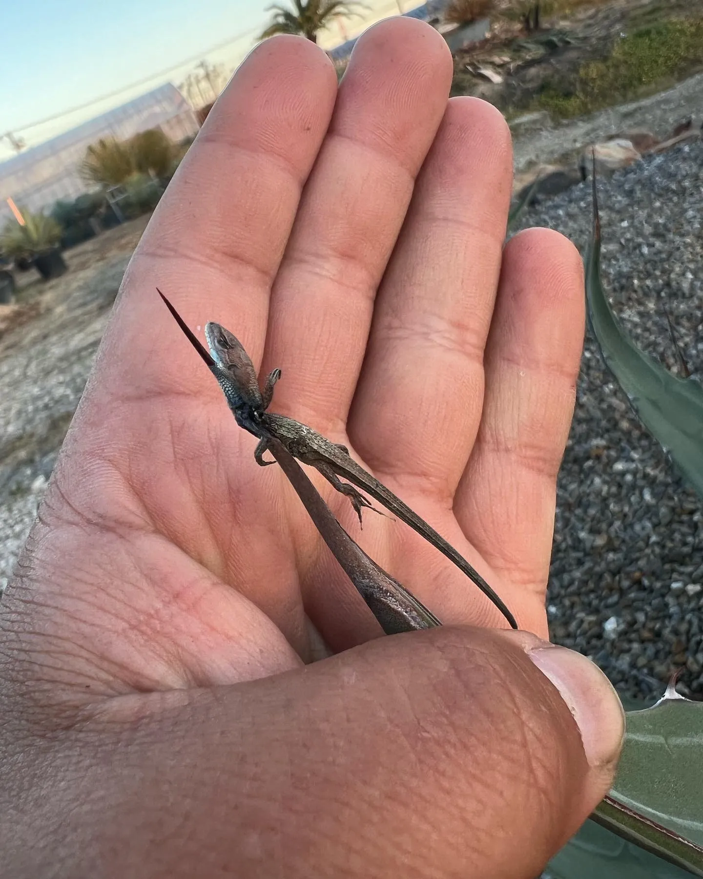 今年ももずの早贄が至る所で。