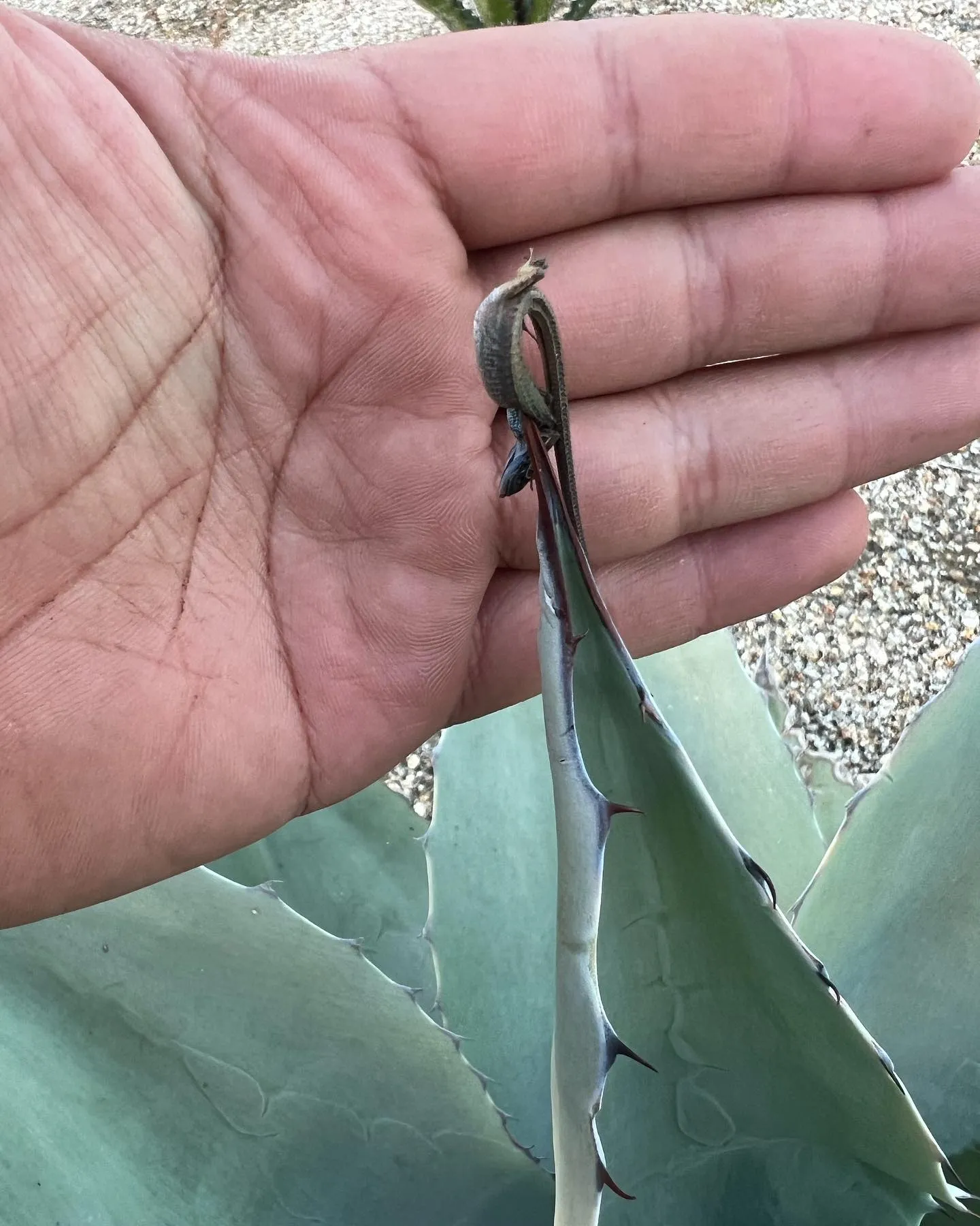 今年ももずの早贄が至る所で。