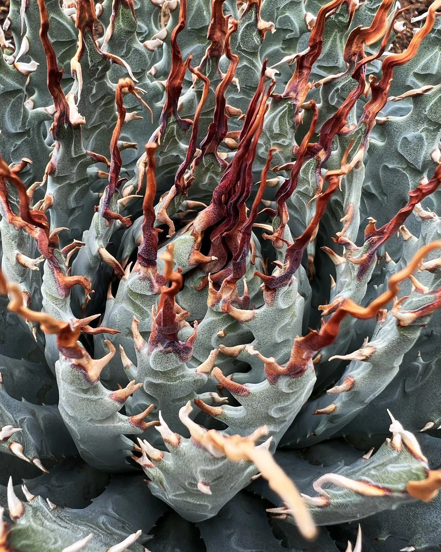 さて、今年も残すとこ2週間ほどとなりました。