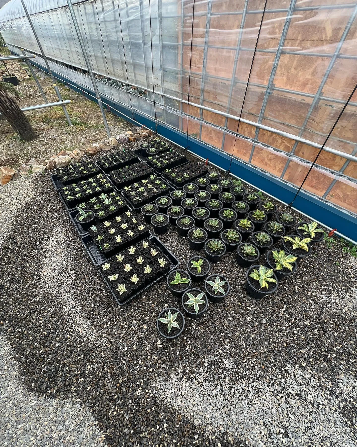 今週は中国便が入荷しております。