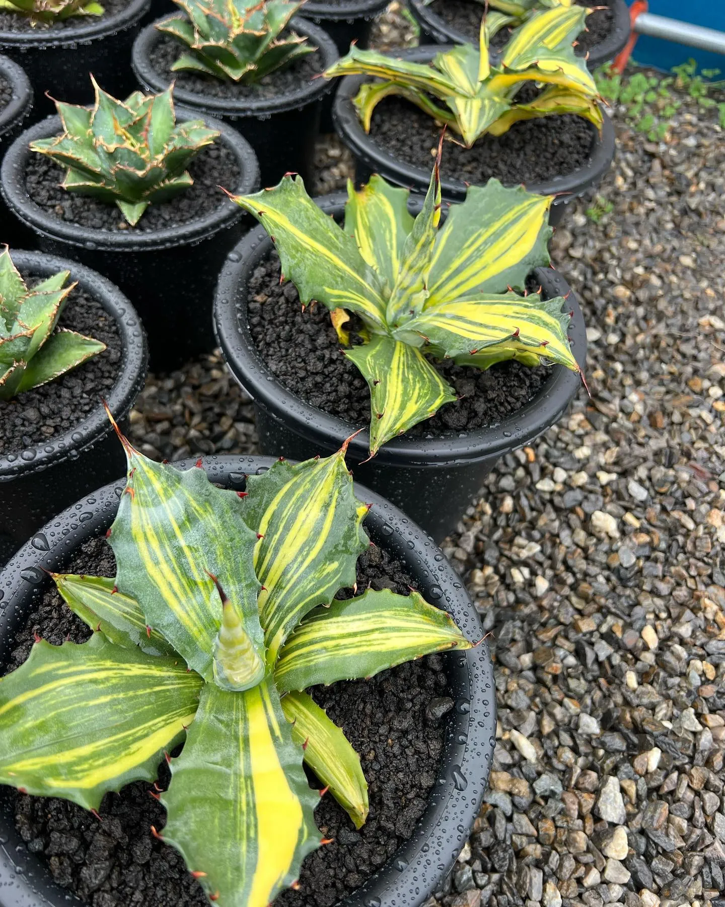 今週は中国便が入荷しております。