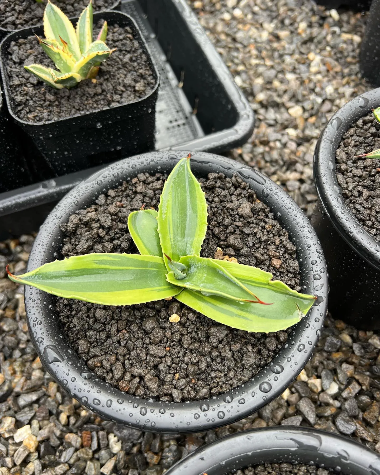 今週は中国便が入荷しております。