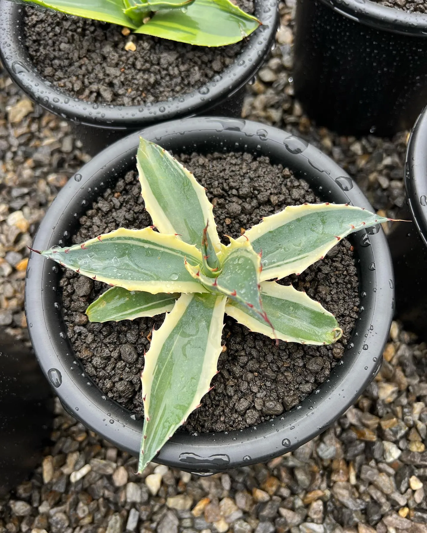 今週は中国便が入荷しております。