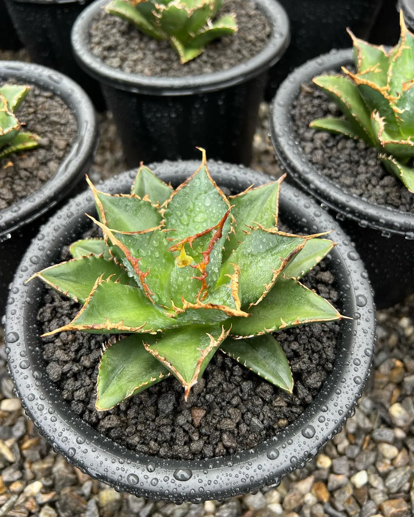 今週は中国便が入荷しております。