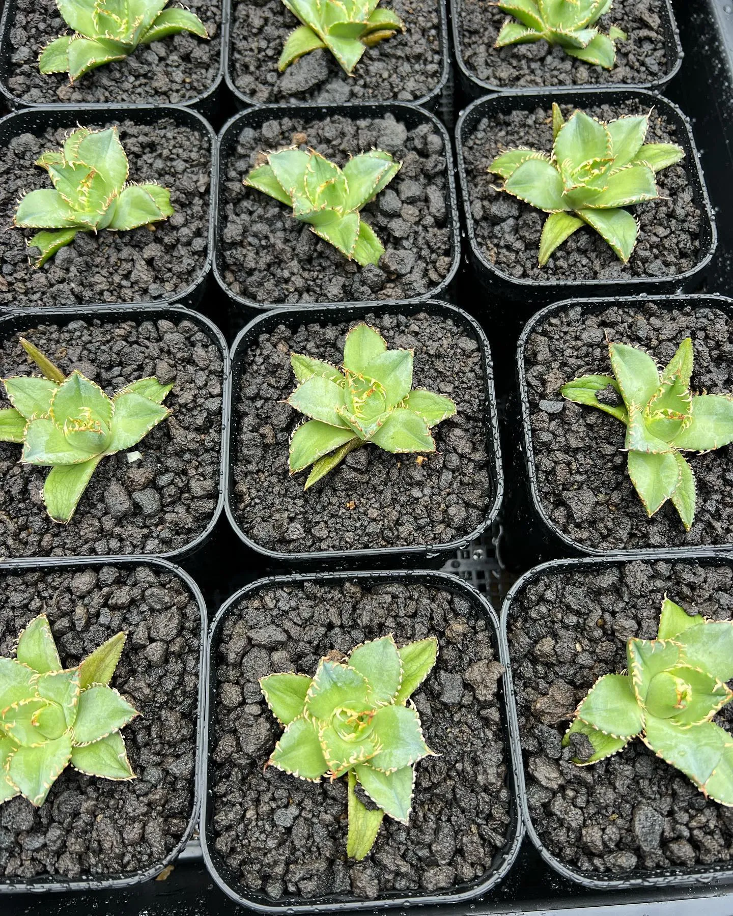 今週は中国便が入荷しております。