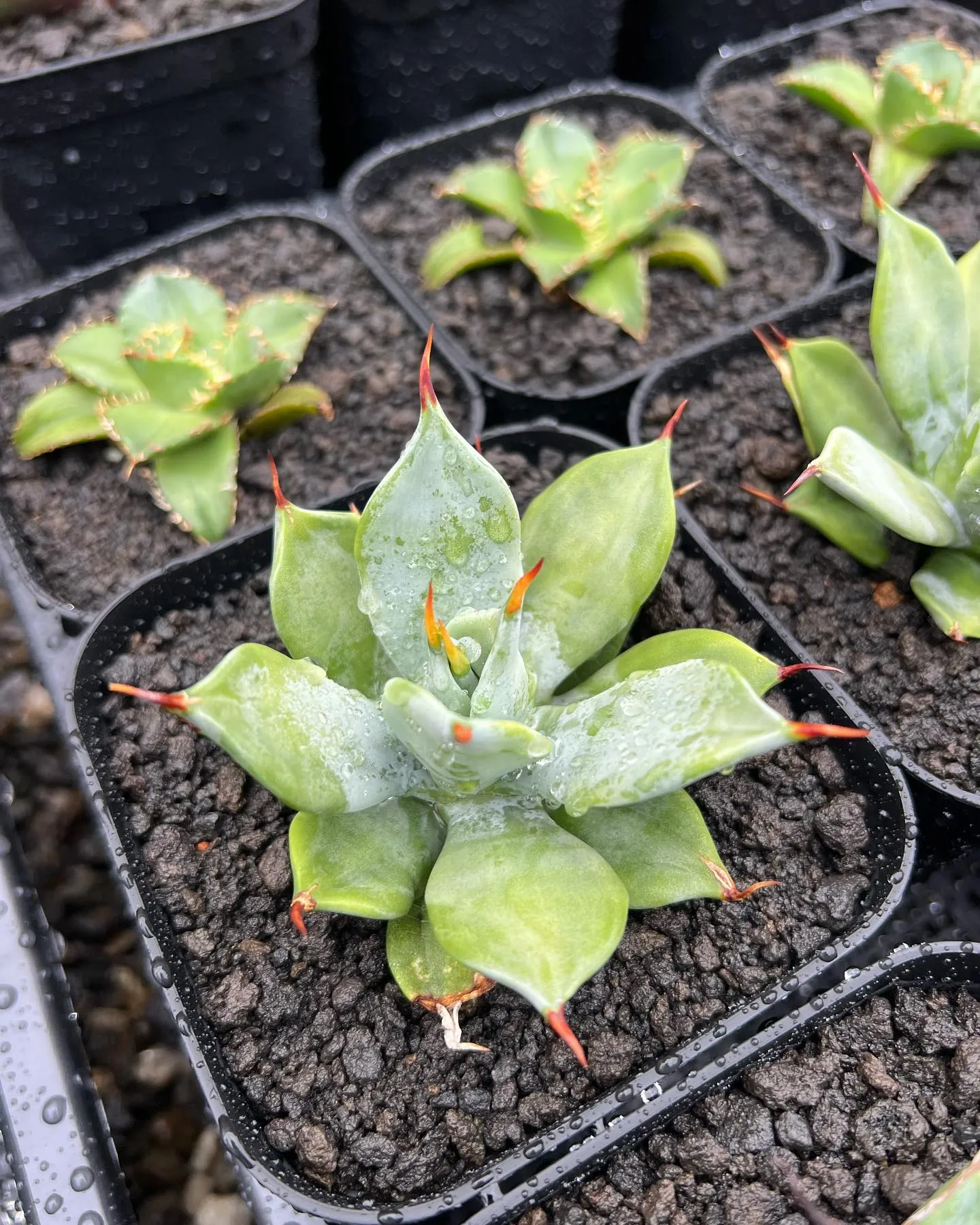 今週は中国便が入荷しております。