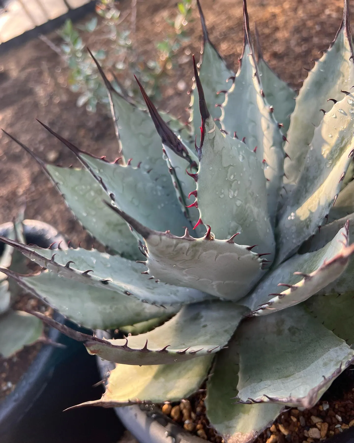 さて、31日まで仕事の予定入っておりますが、年内の営業は今週...