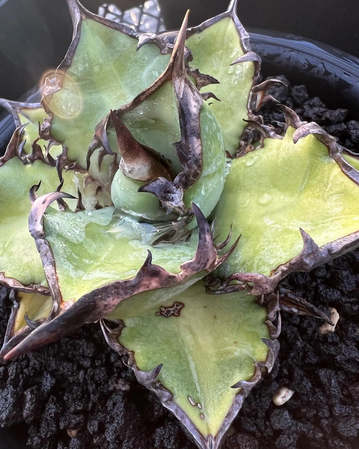 今日が年内最後の営業となります。