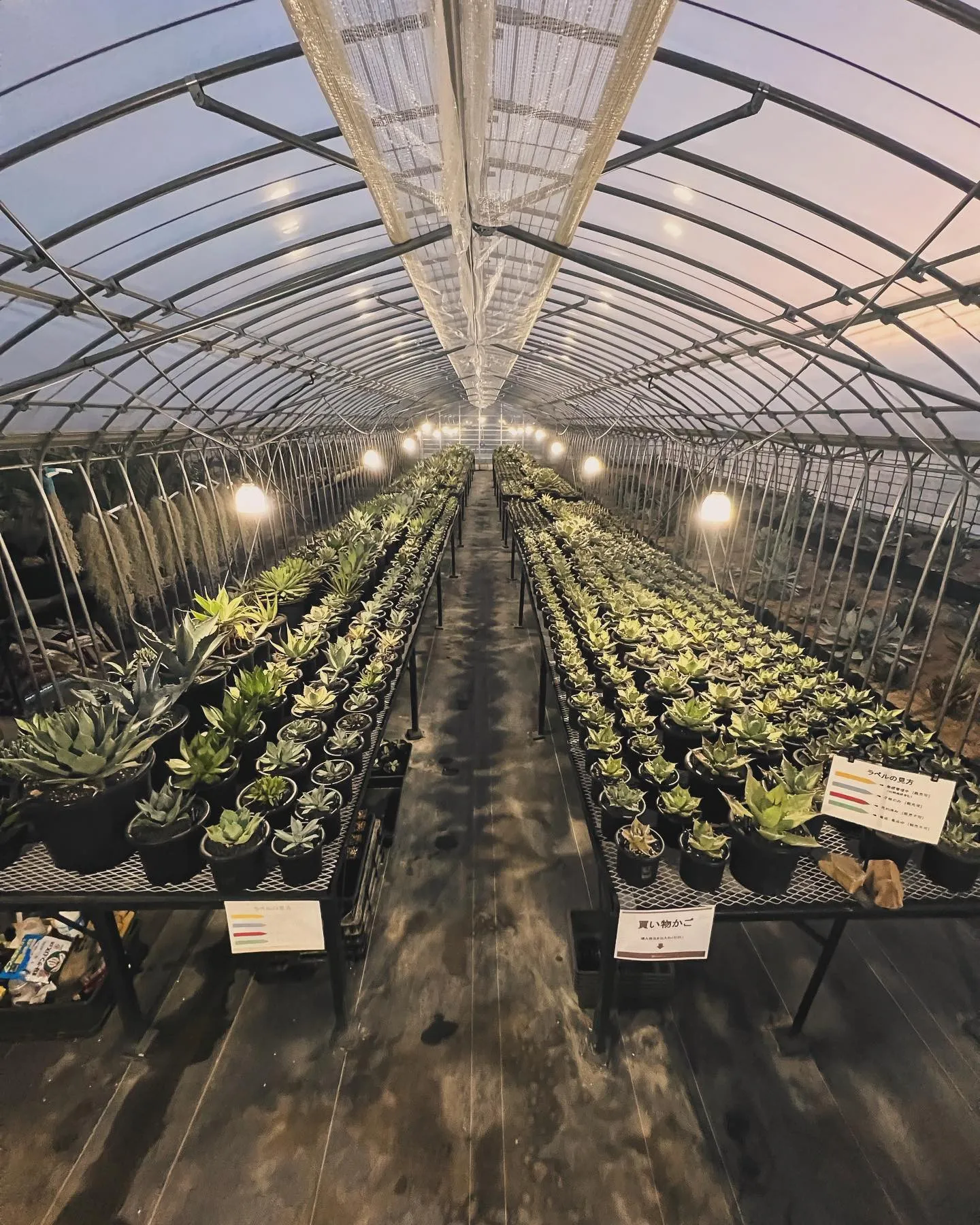 さて本日を持ちまして年内の営業は最後とさせて頂きました。