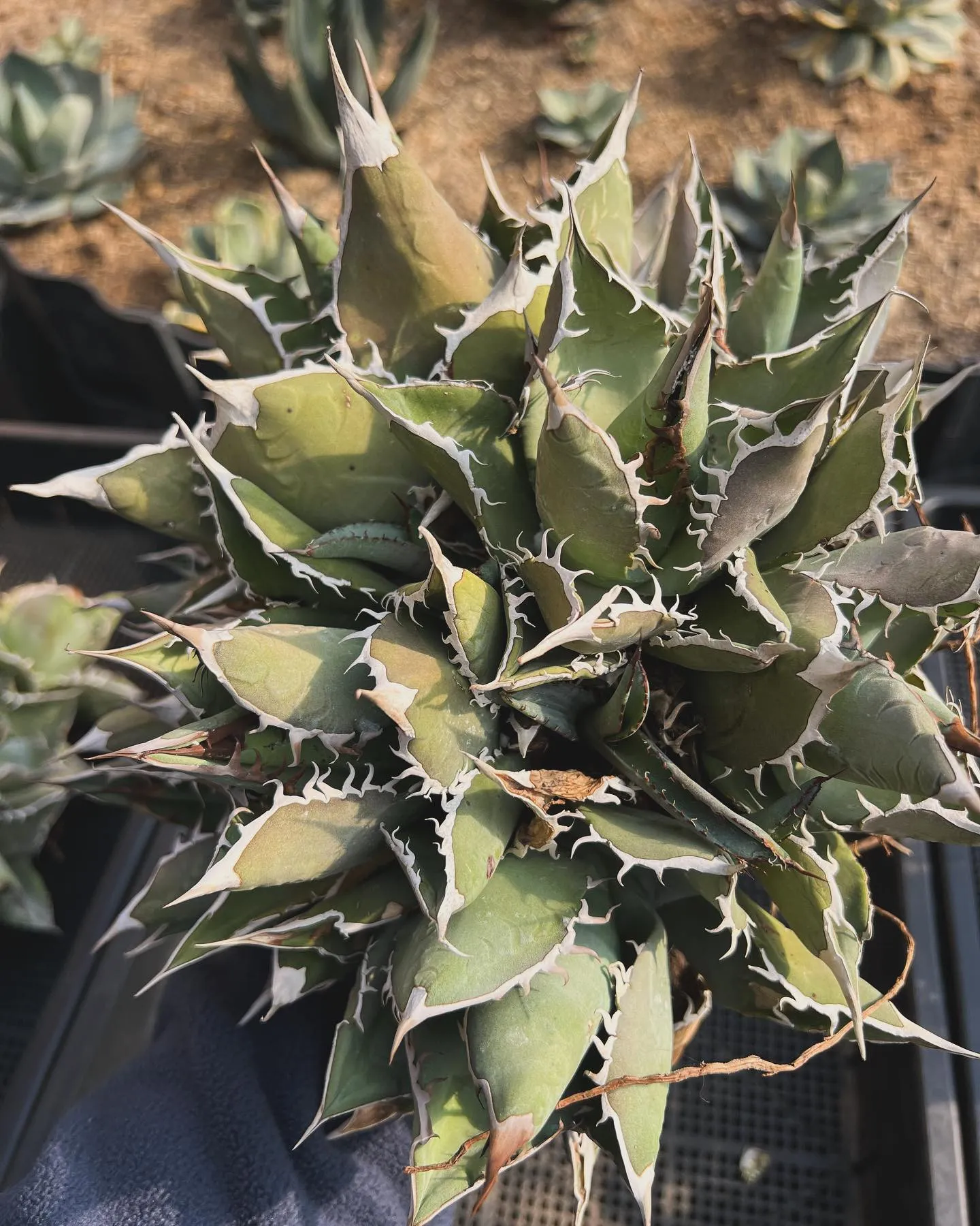 昨日や今日で仕事納めの方も多いと思いますが今年も一年ご苦労様...