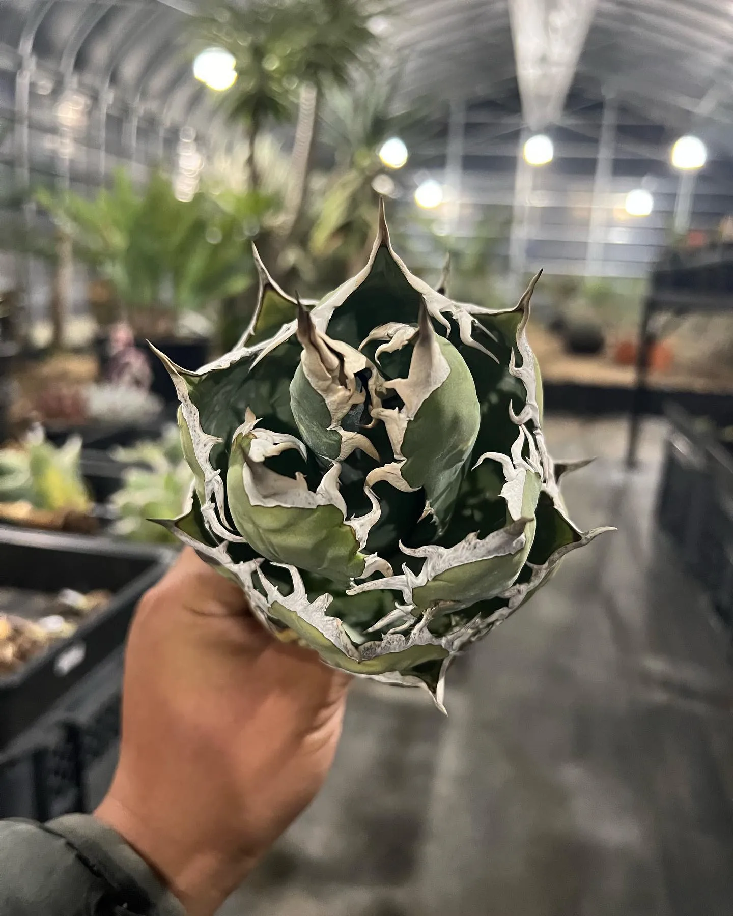 初売りの準備が終わらず、結局明日も出勤となった今日この頃です...