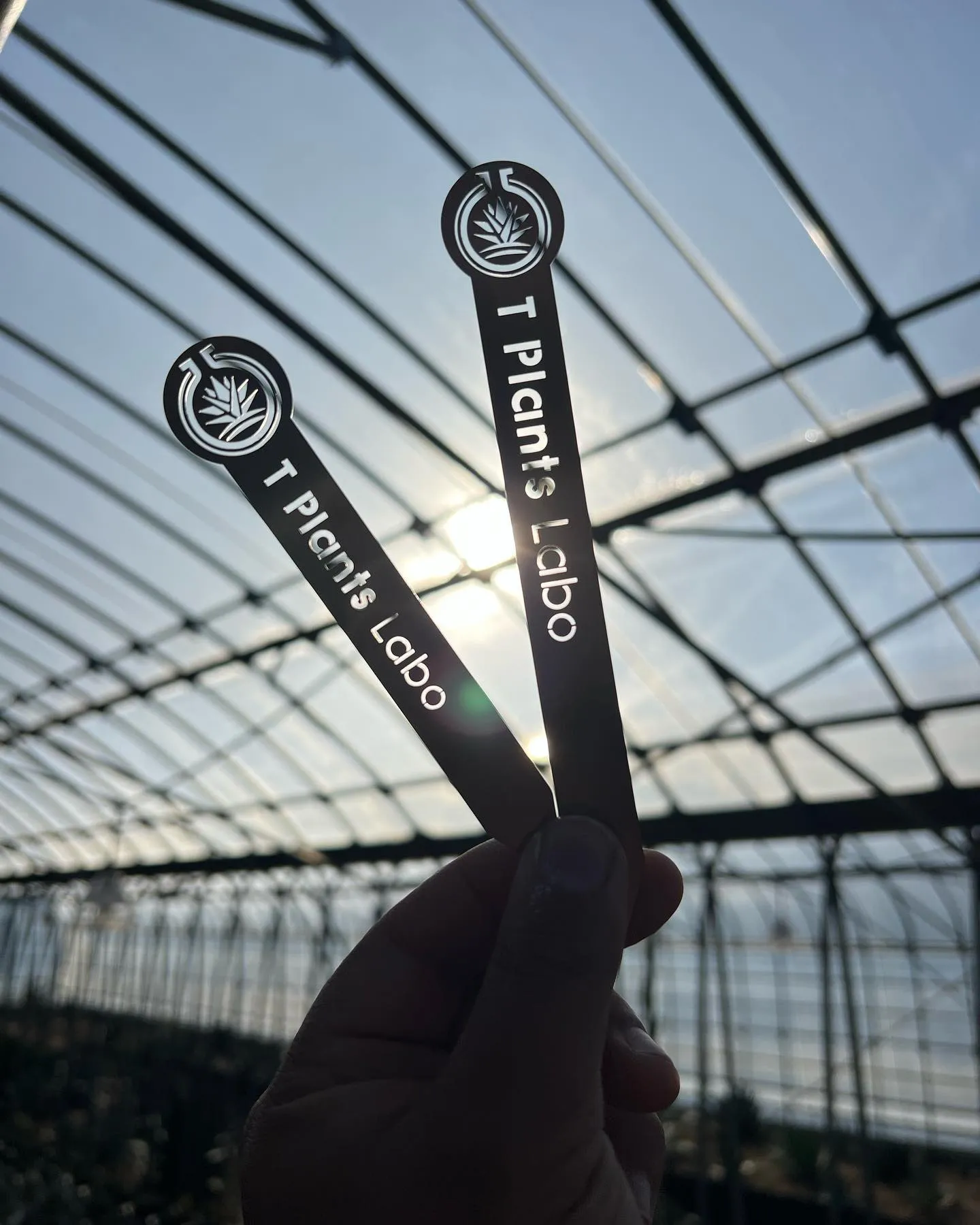 明日、明後日2日、3日の二日間は初売りです。