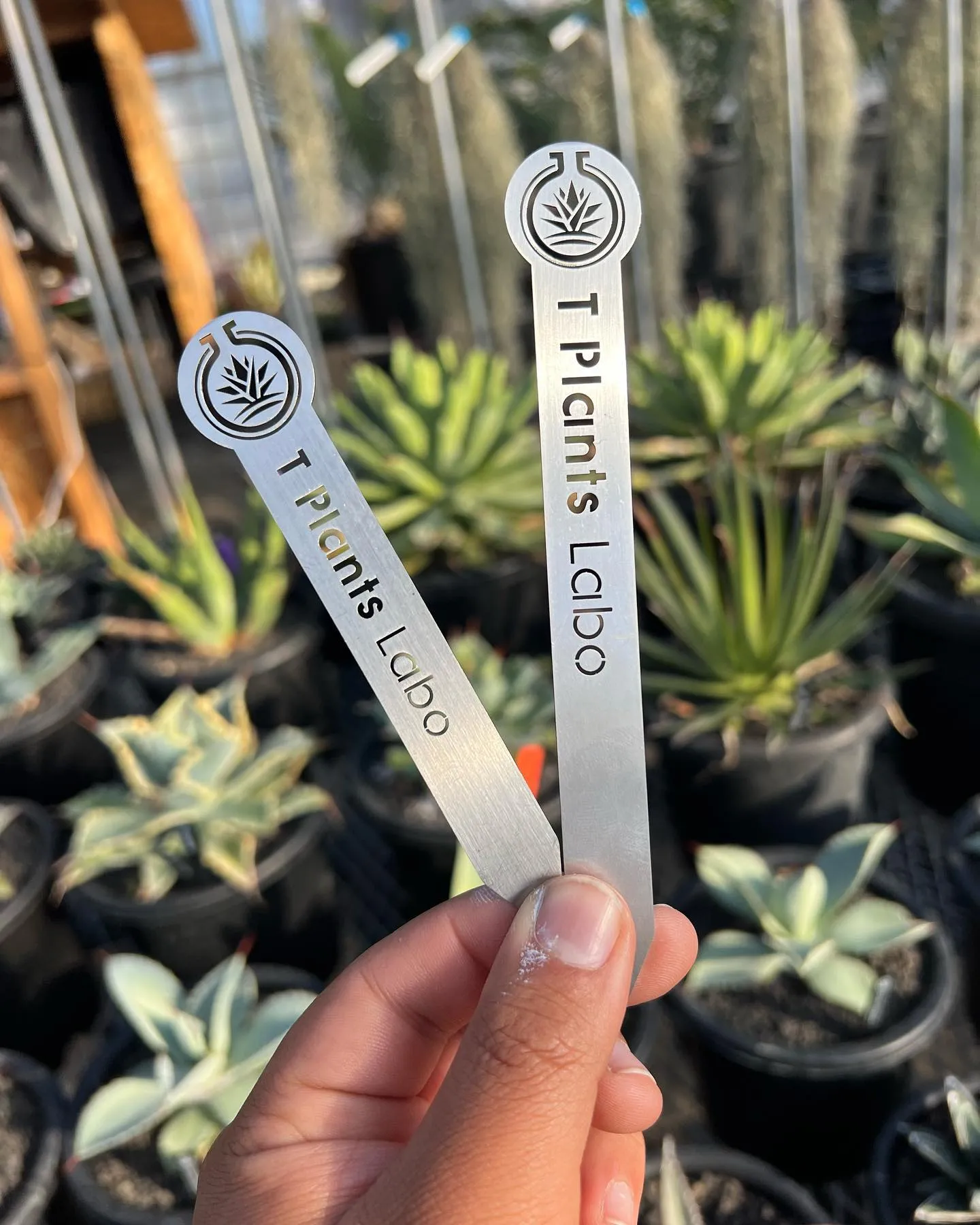 明日、明後日2日、3日の二日間は初売りです。