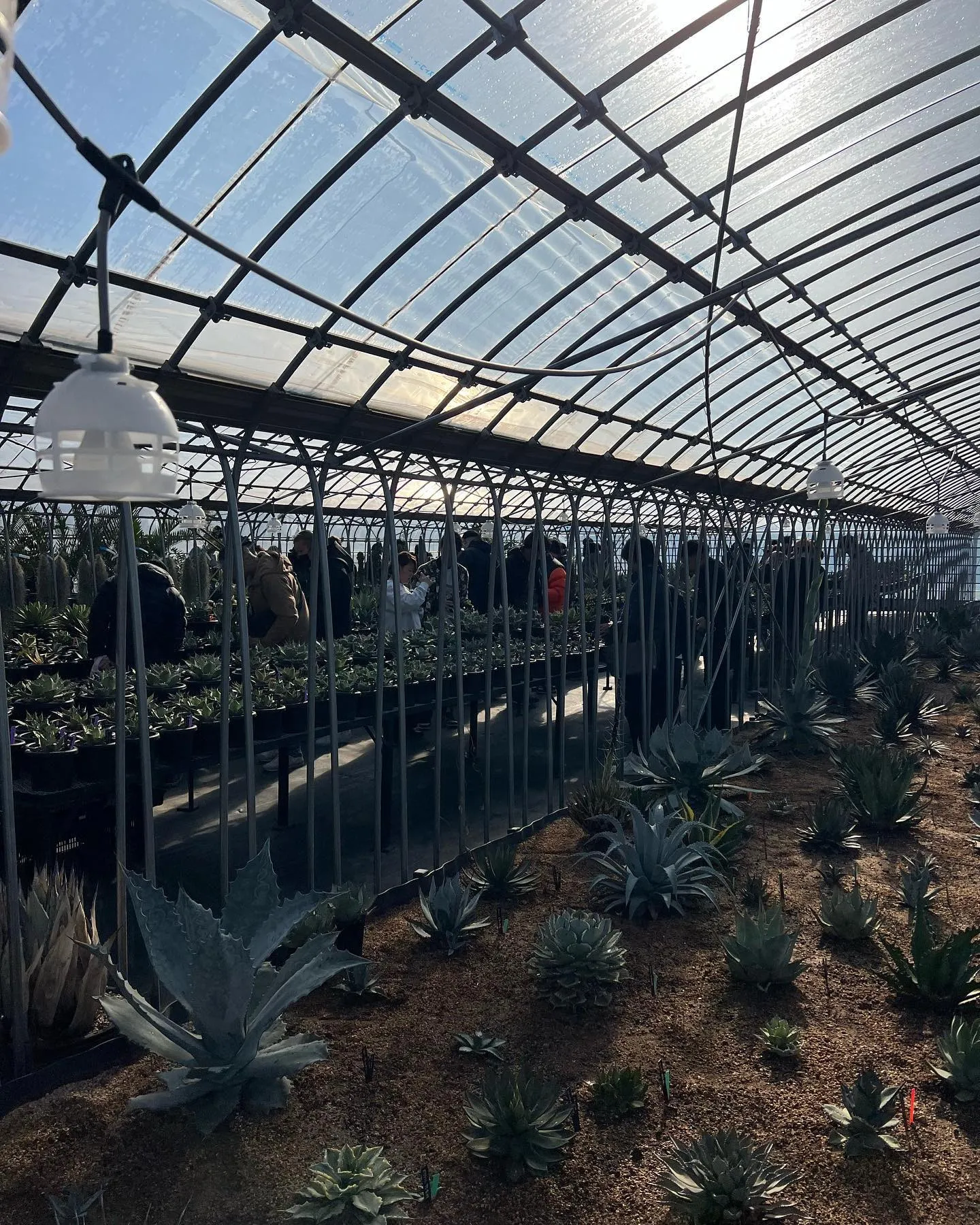 朝から多数のご来店ありがとうございます。