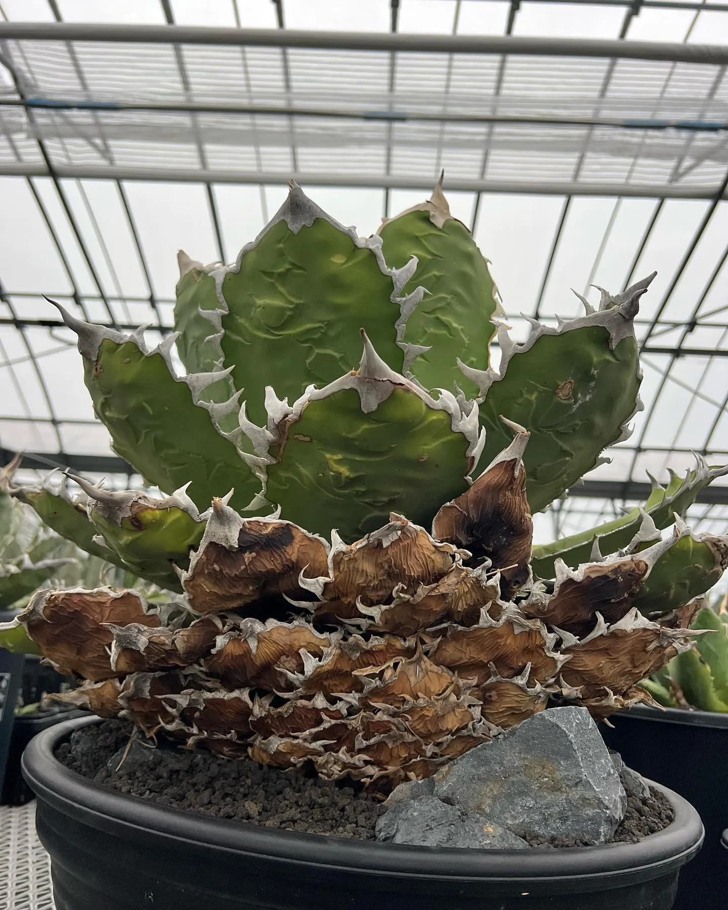 2.3日と多数のご来店ありがとうございました。