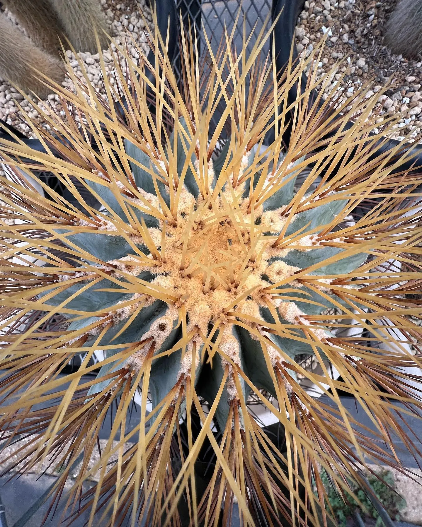 次週の営業の告知です。