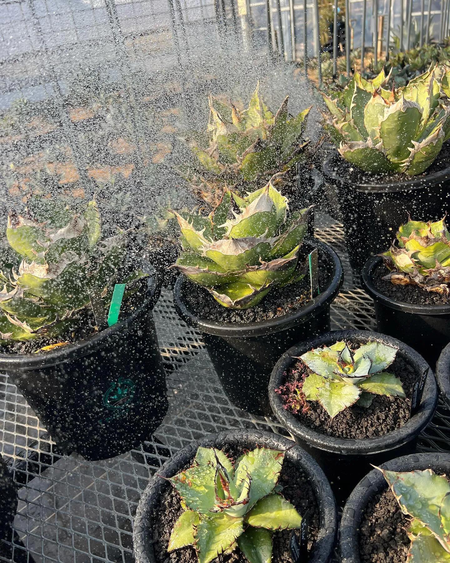 暖冬でハウスの中は毎日ポカポカで暖かい時期と比べればかなりゆ...