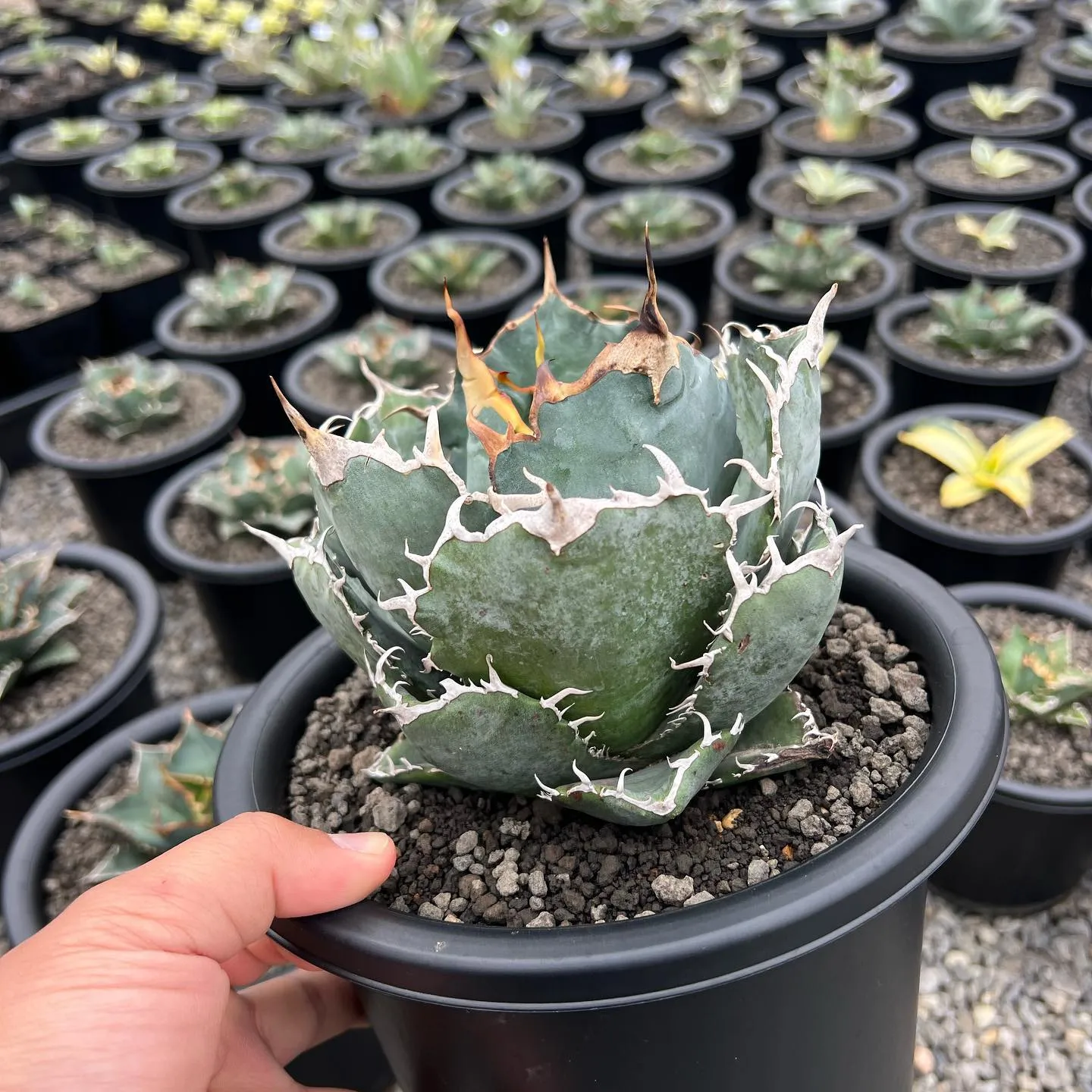 今週も色々と入荷です。