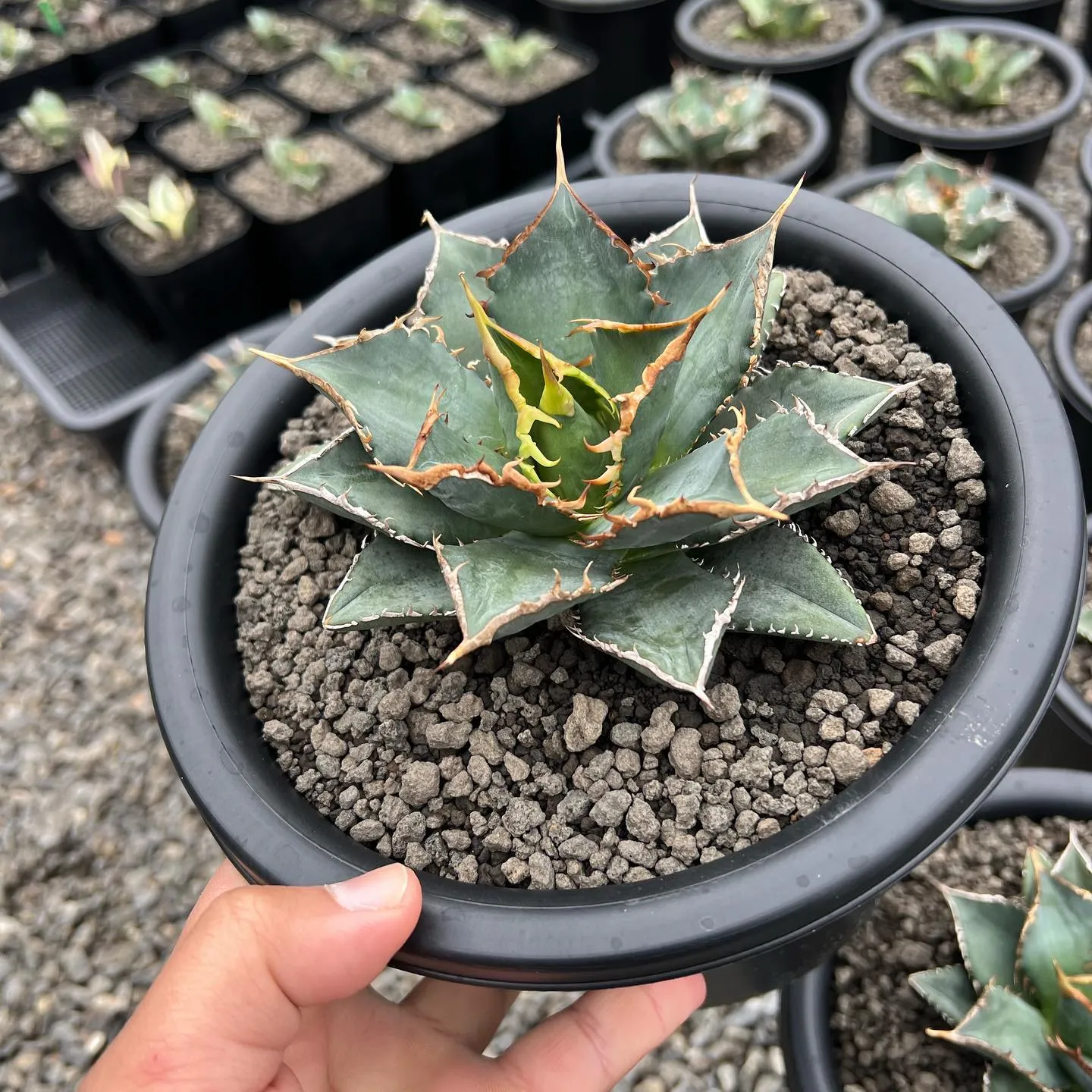 今週も色々と入荷です。