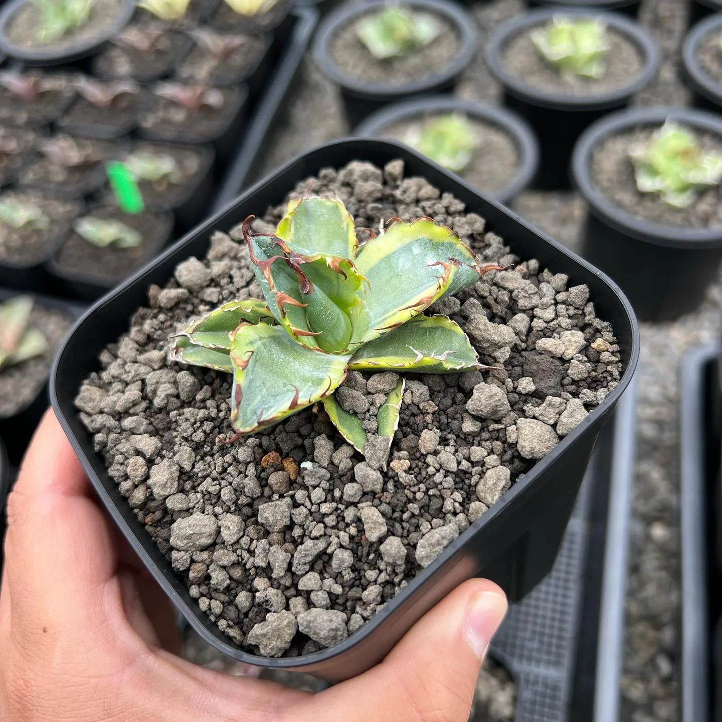 今週も色々と入荷です。