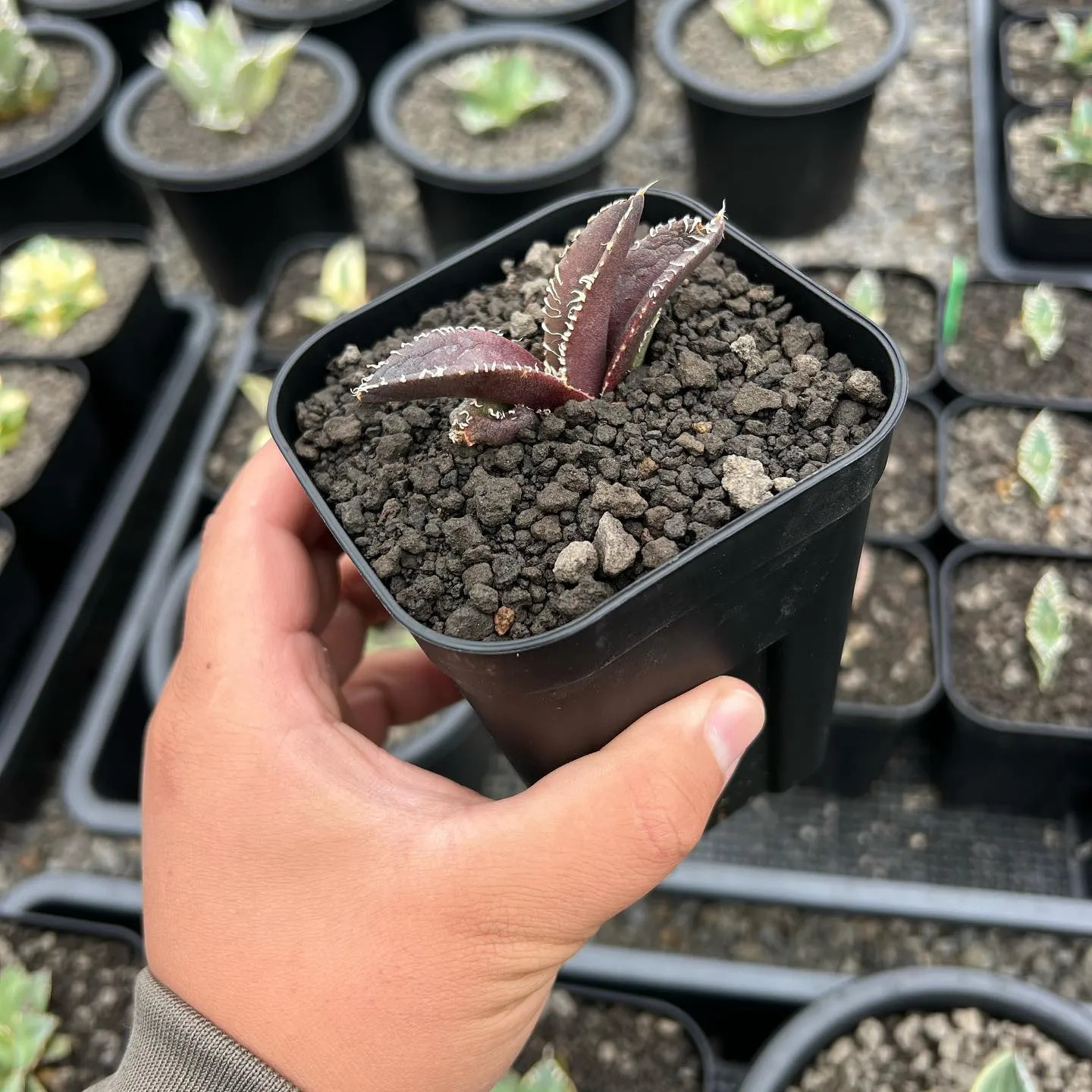 今週も色々と入荷です。