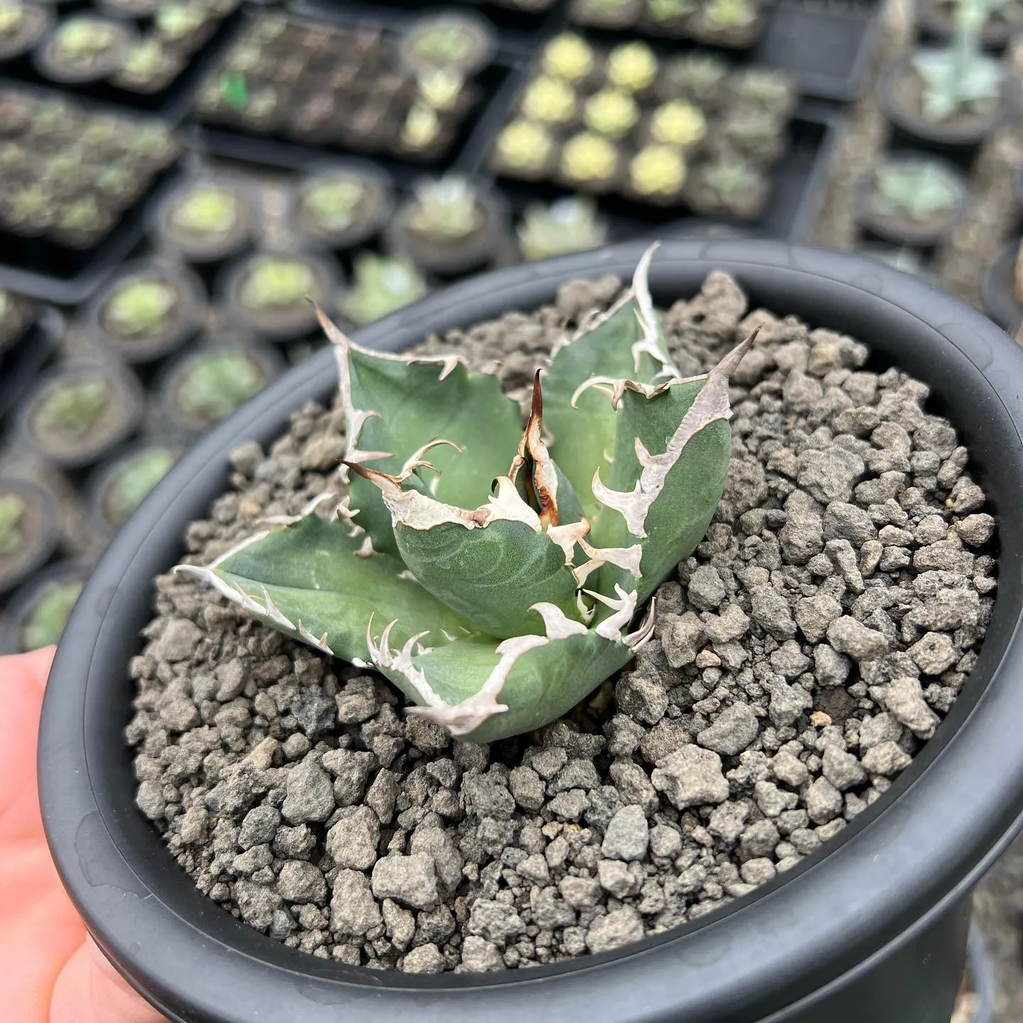 今週も色々と入荷です。