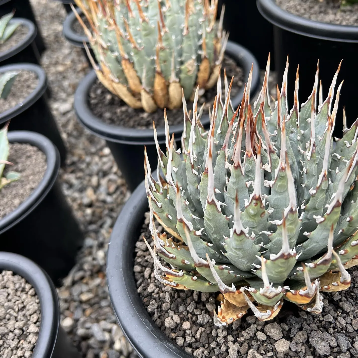 今週も色々と入荷です。