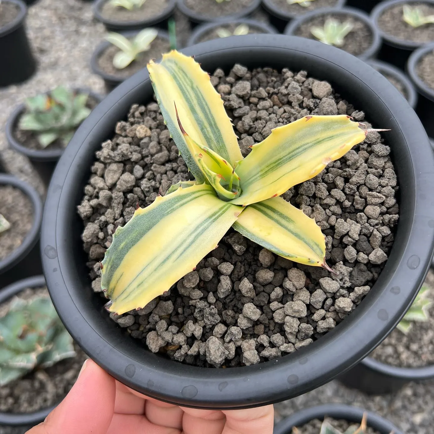 今週も色々と入荷です。