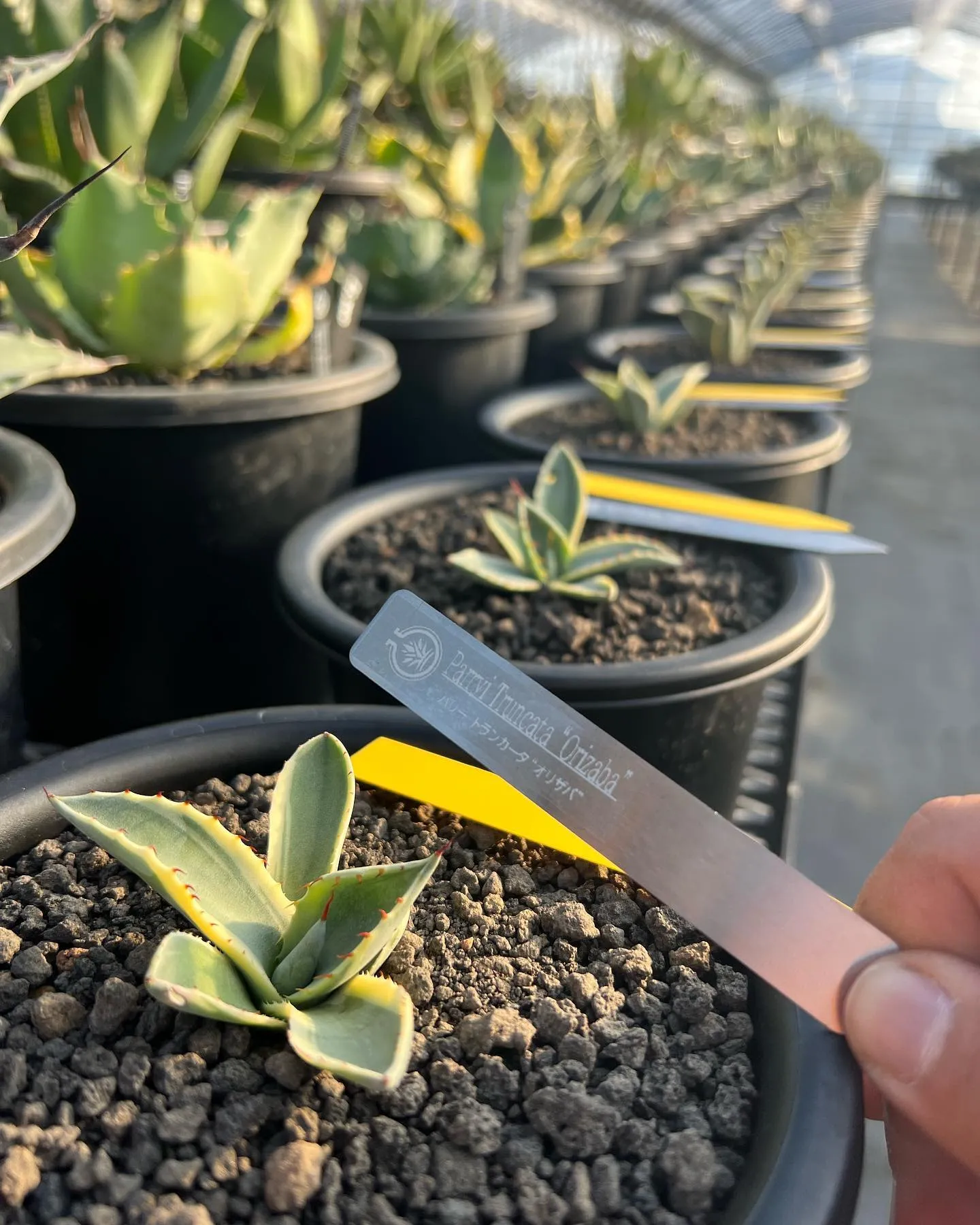 今週は大人気のオリザバが19株入荷です。