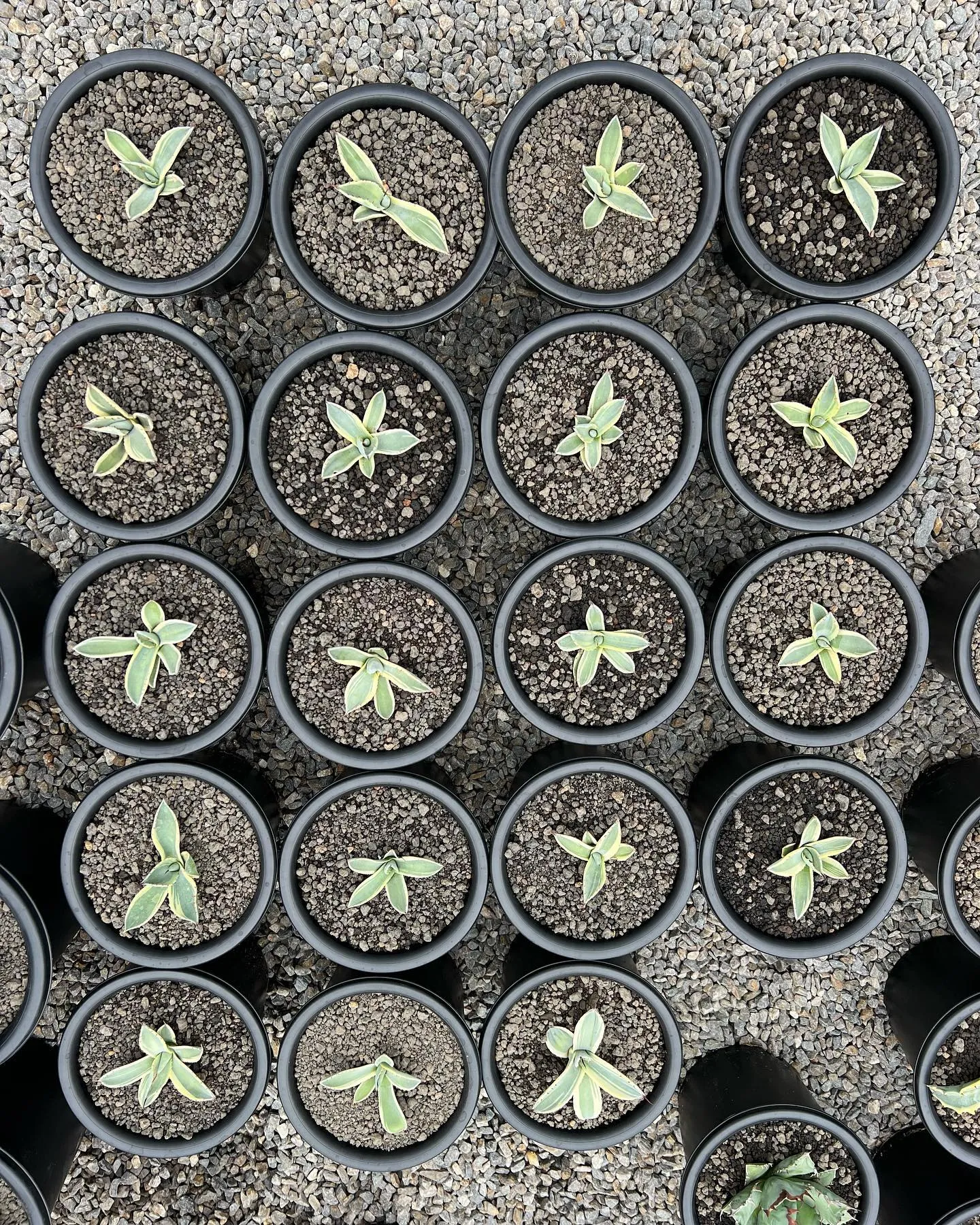 今週は大人気のオリザバが19株入荷です。