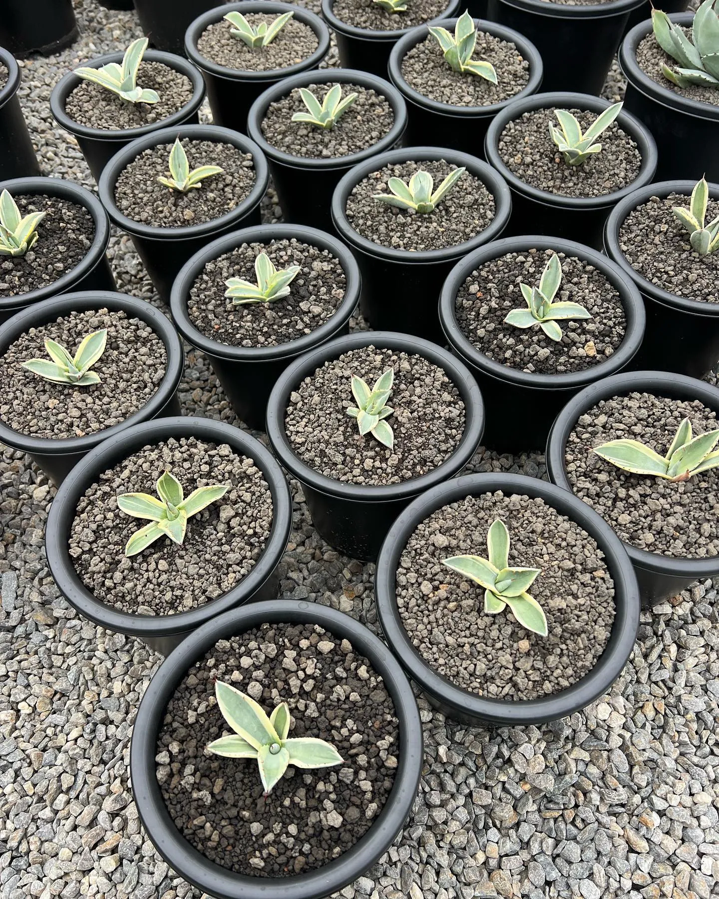 今週は大人気のオリザバが19株入荷です。