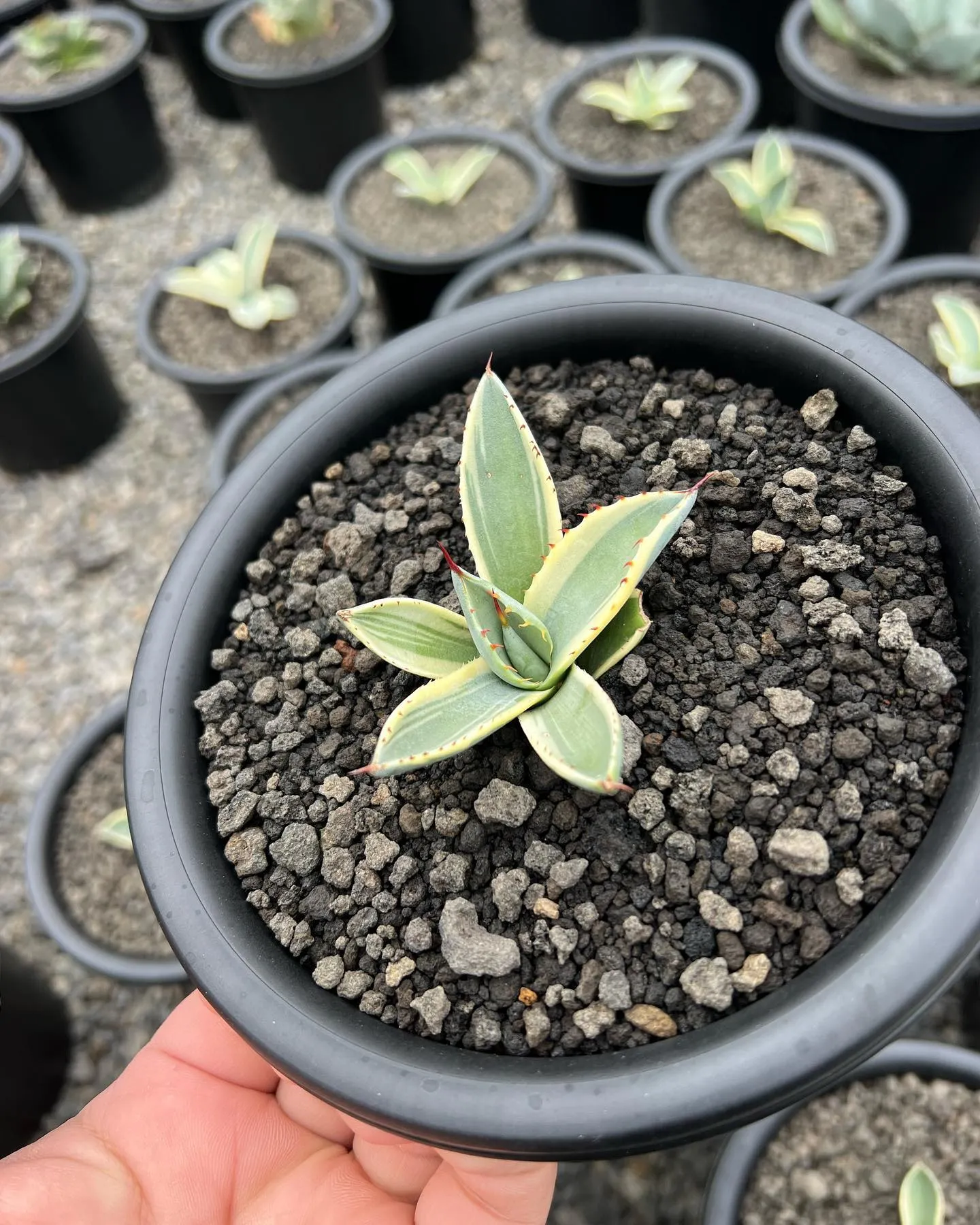 今週は大人気のオリザバが19株入荷です。