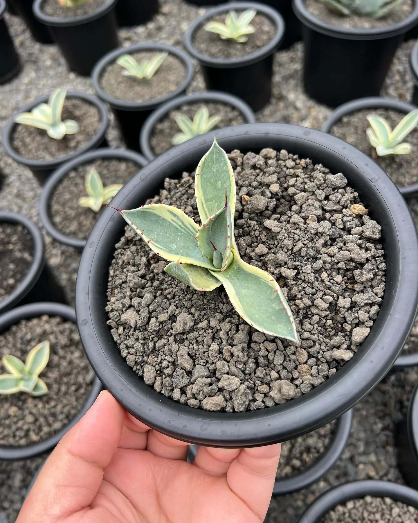 今週は大人気のオリザバが19株入荷です。