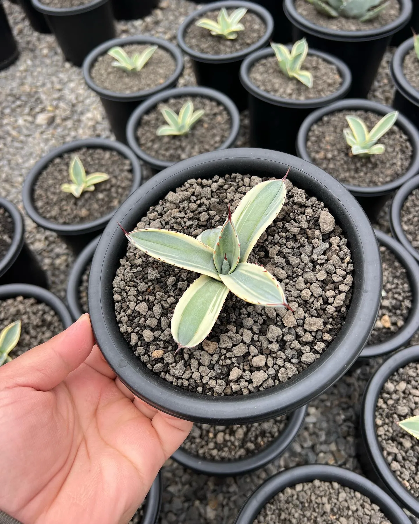 今週は大人気のオリザバが19株入荷です。