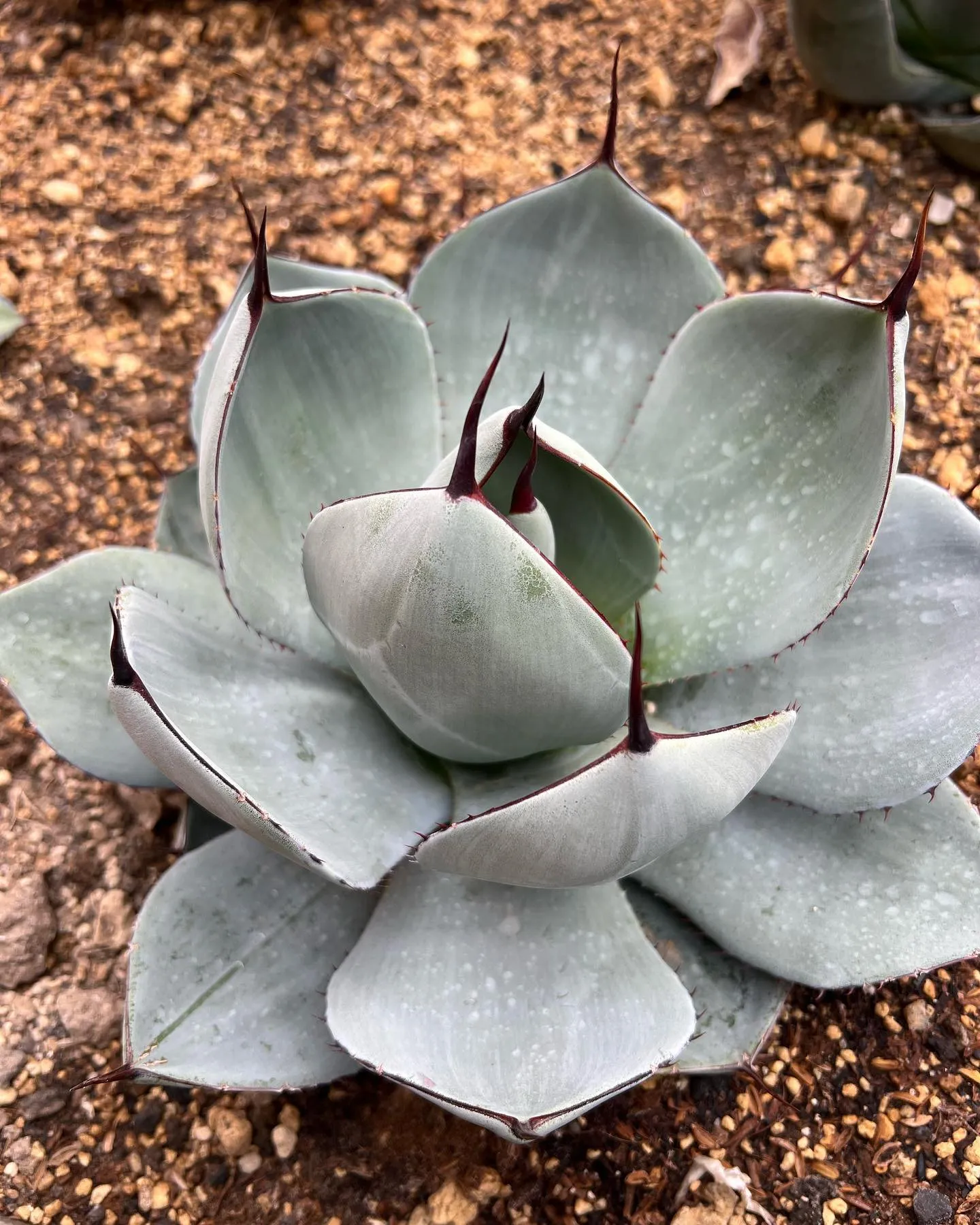 すっかり斑が無くなり、見る影もない元ライムストリーク。