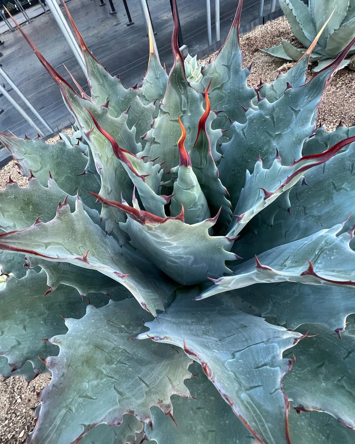 写真の株は直径80cmほどの大きいポタのチェリー。