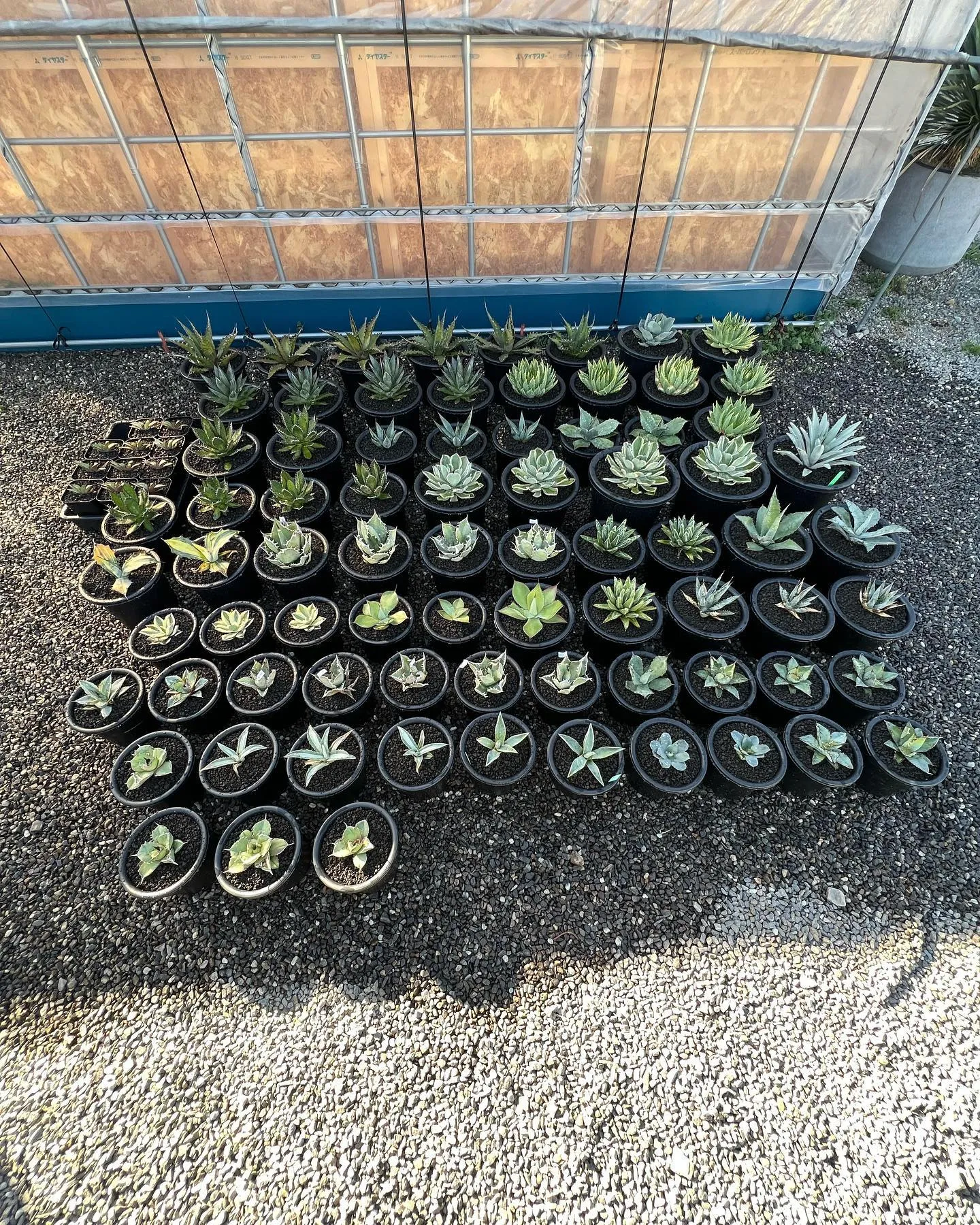 今週も少なめですが入荷しております。